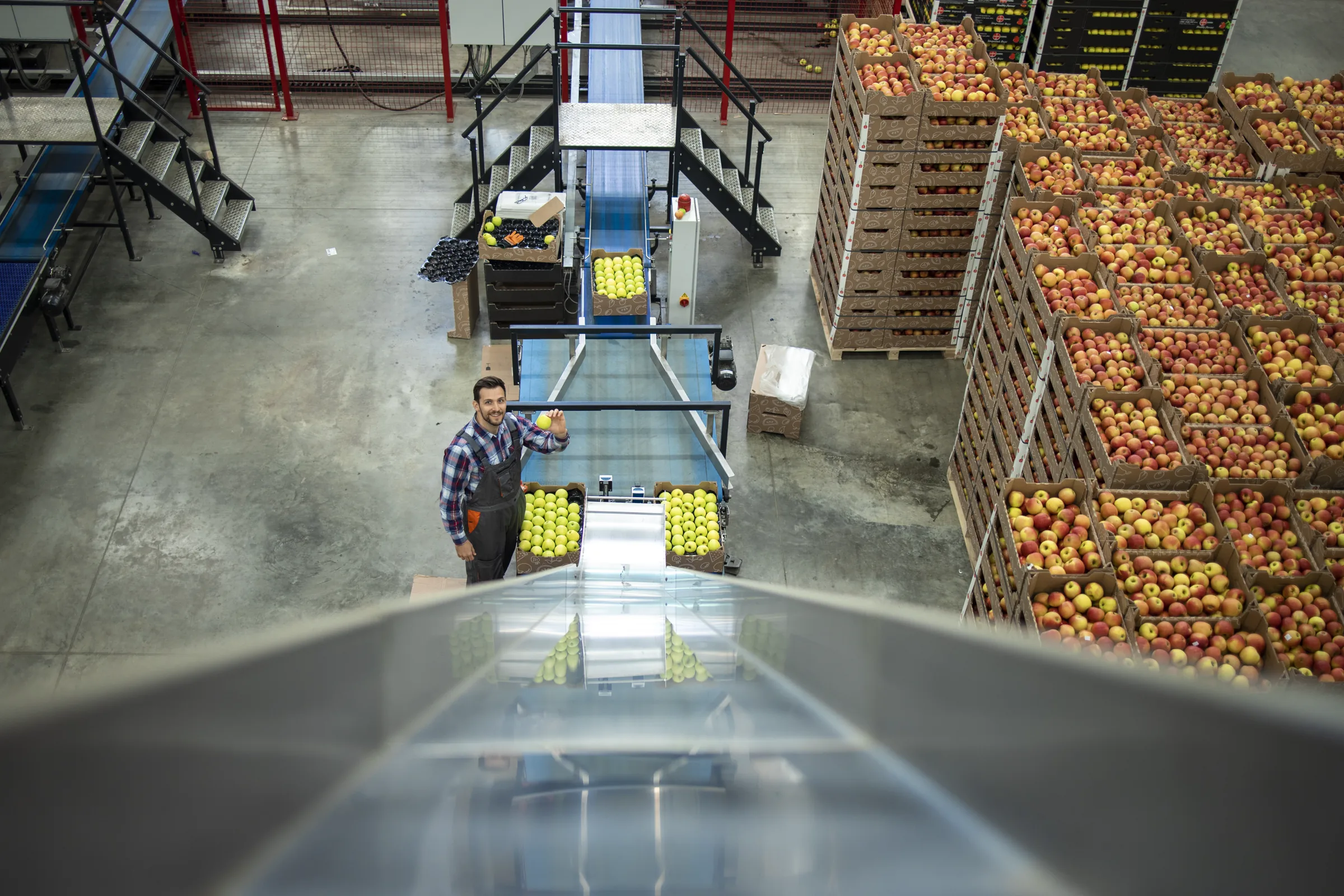 Selección y confección de fruta en línea de producción - control de calidad mayorista Verde Levante
