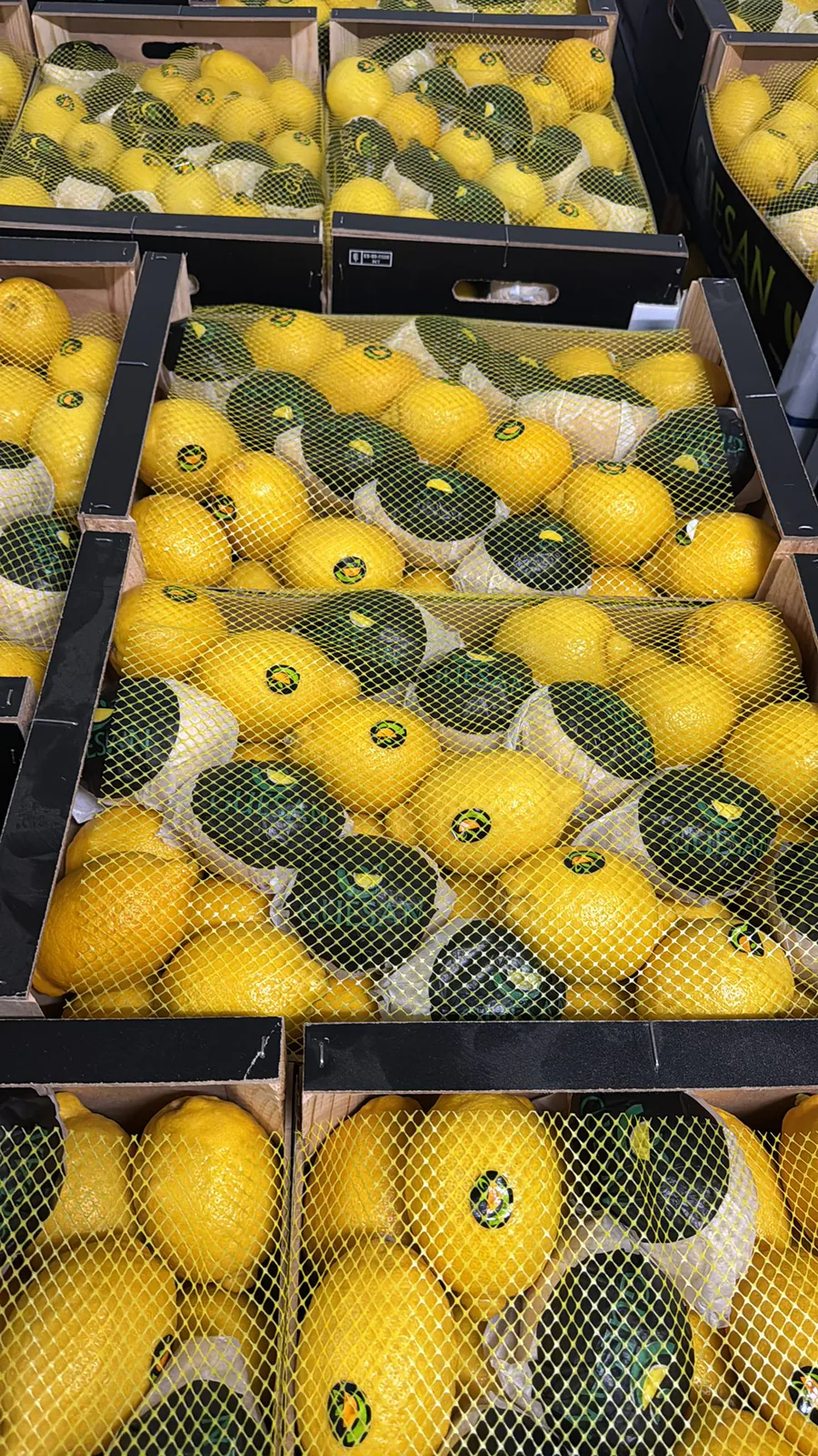 Limones amarillos envasados con malla protectora