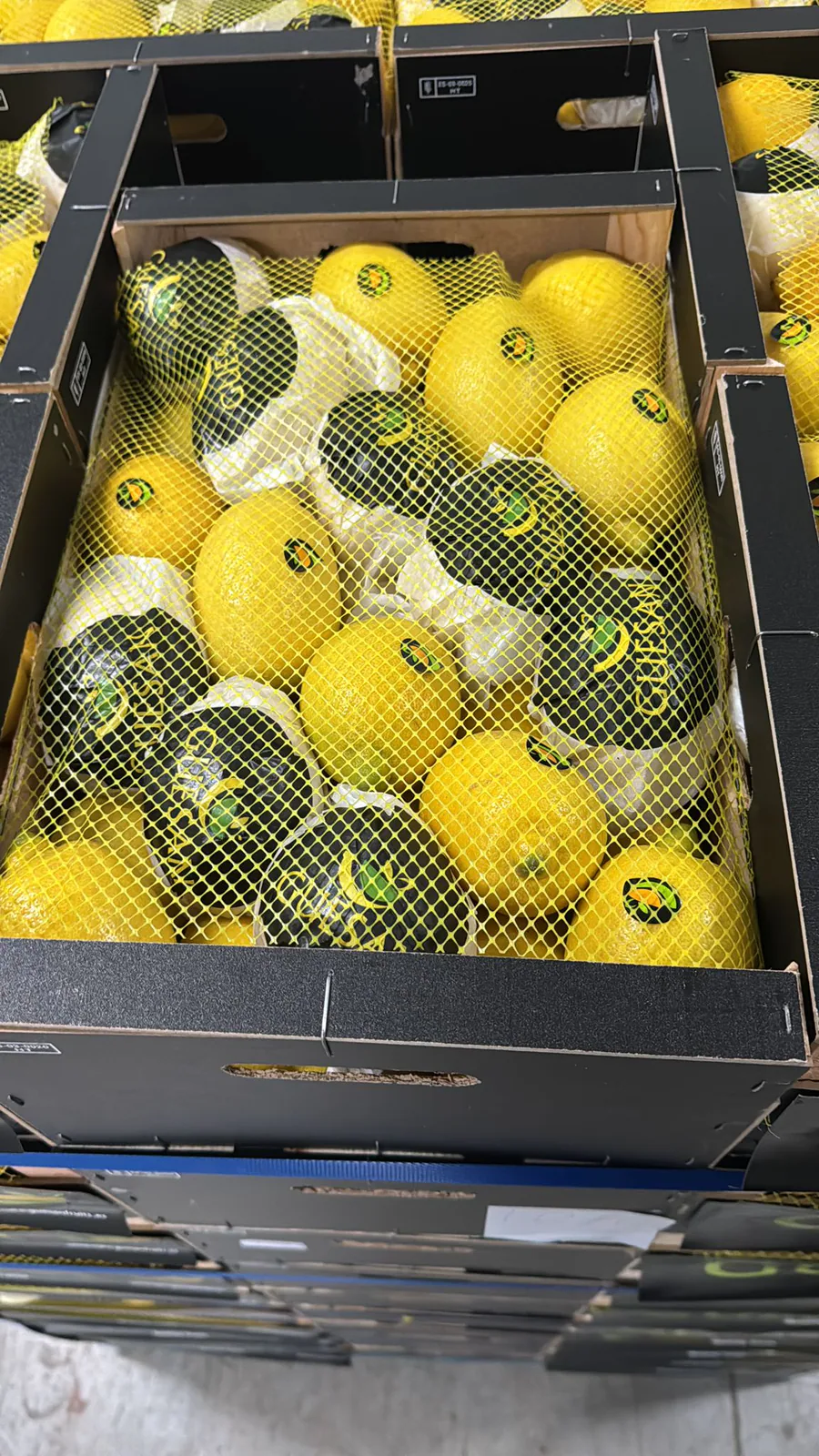 Limones amarillos preparados con malla protectora