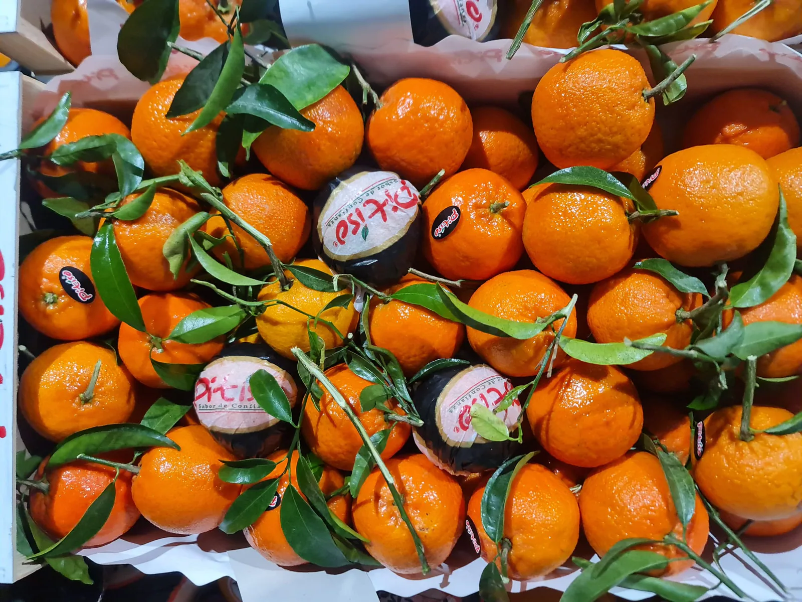 Mandarinas con hojas verdes seleccionadas en caja