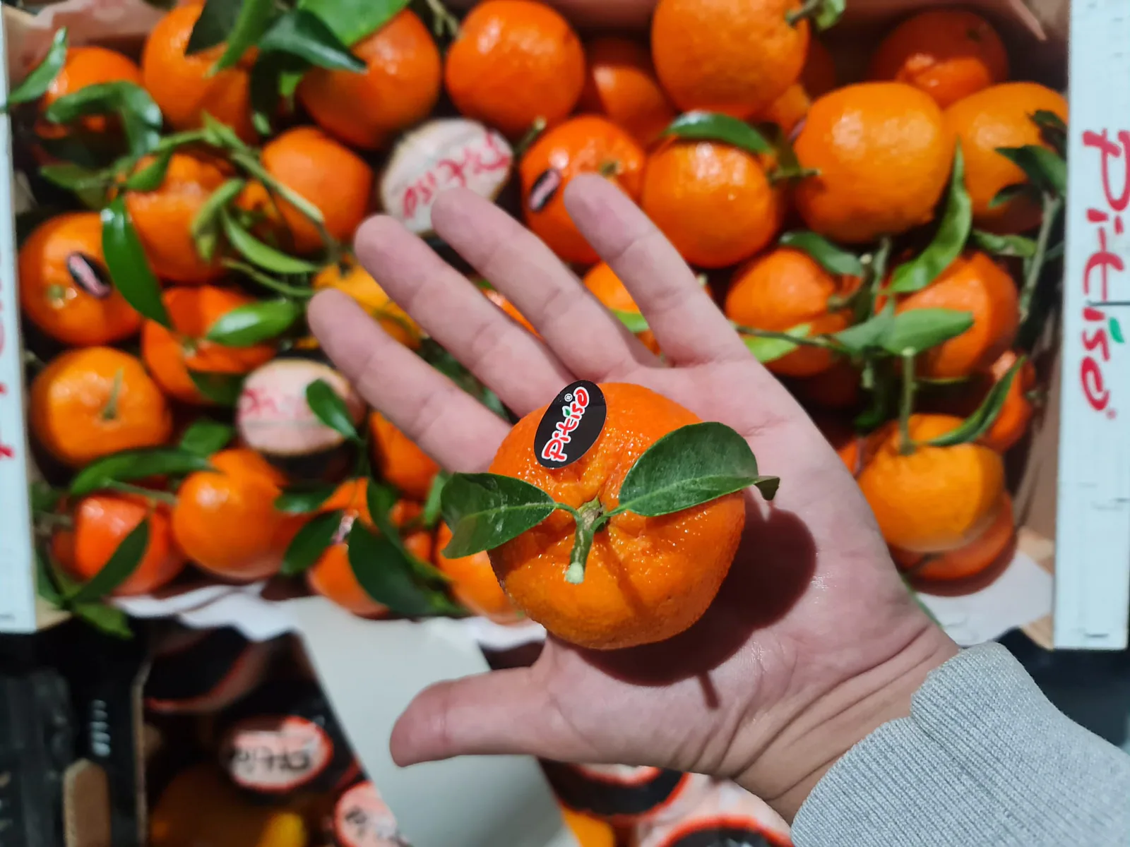 Mandarina con hoja sostenida durante un control de calidad