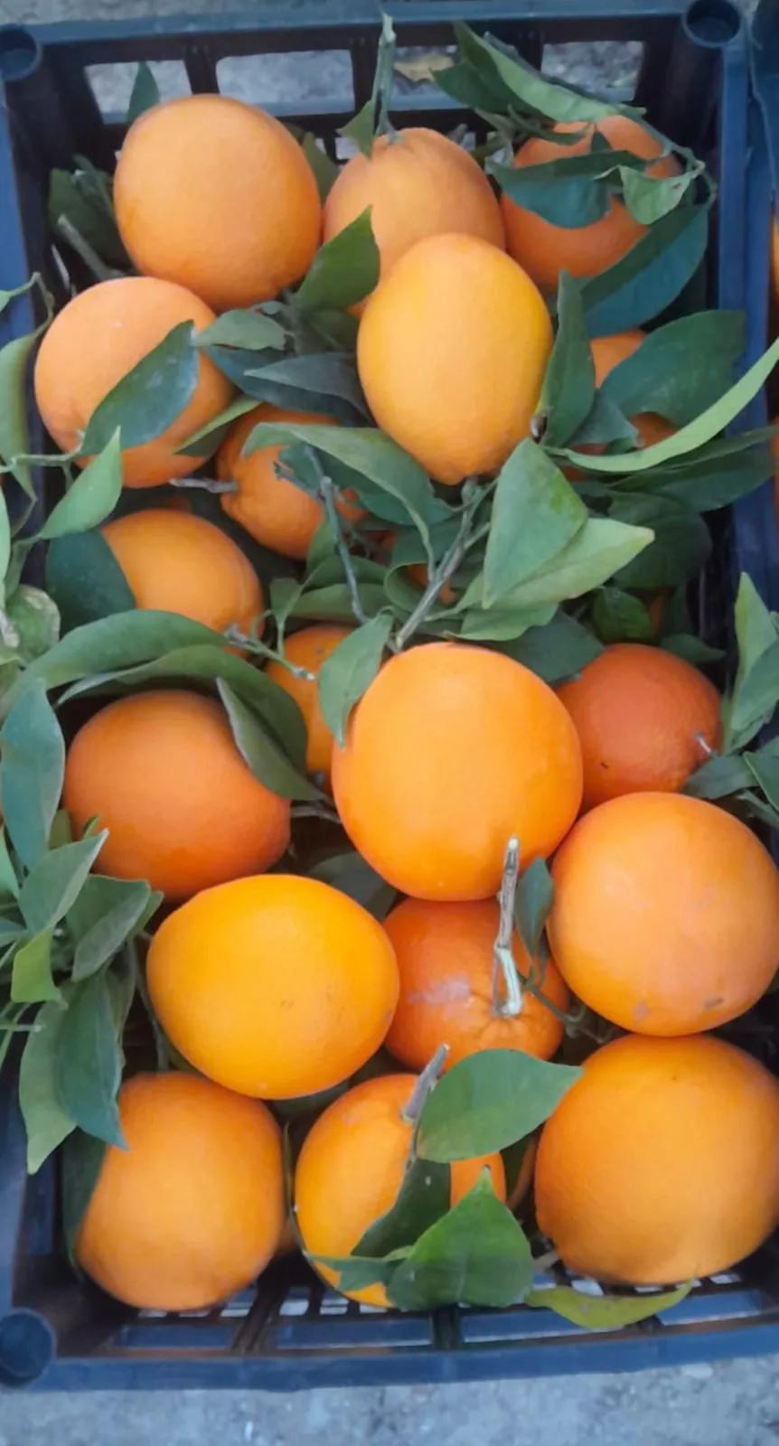 Naranjas frescas con hojas verdes en una caja