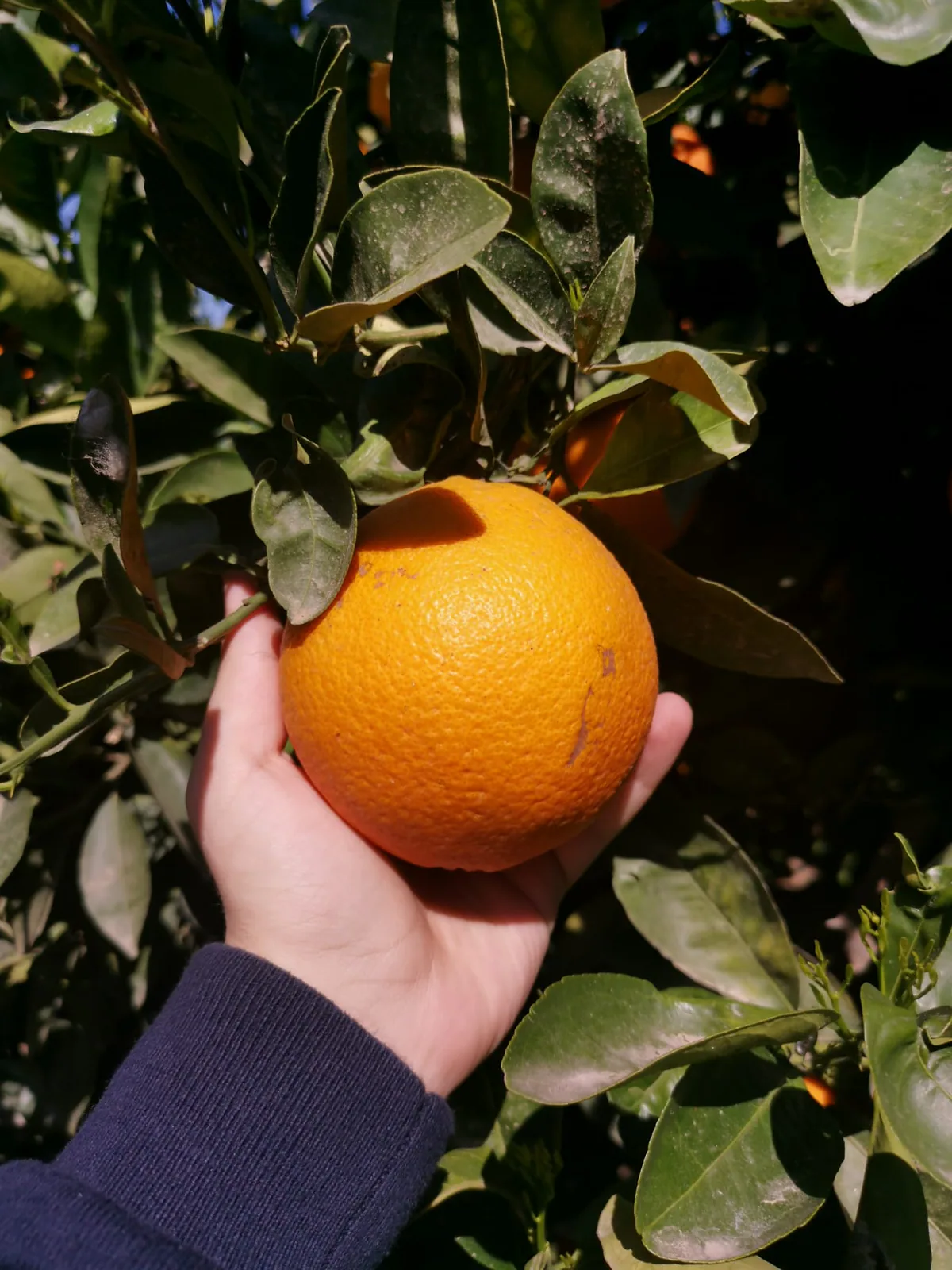 Naranja madura sostenida en el árbol durante la revisión