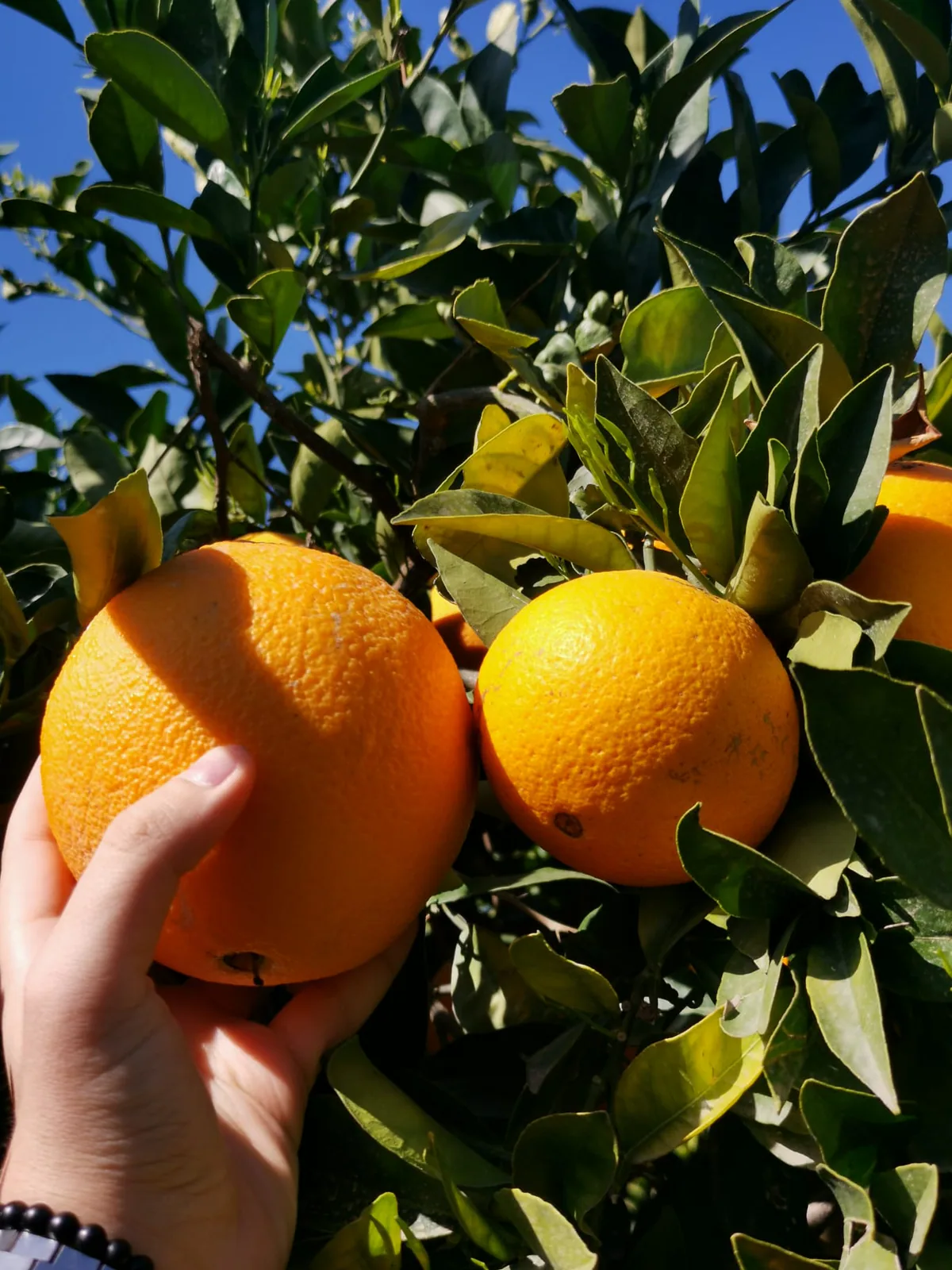 Naranja madura revisada directamente en el árbol