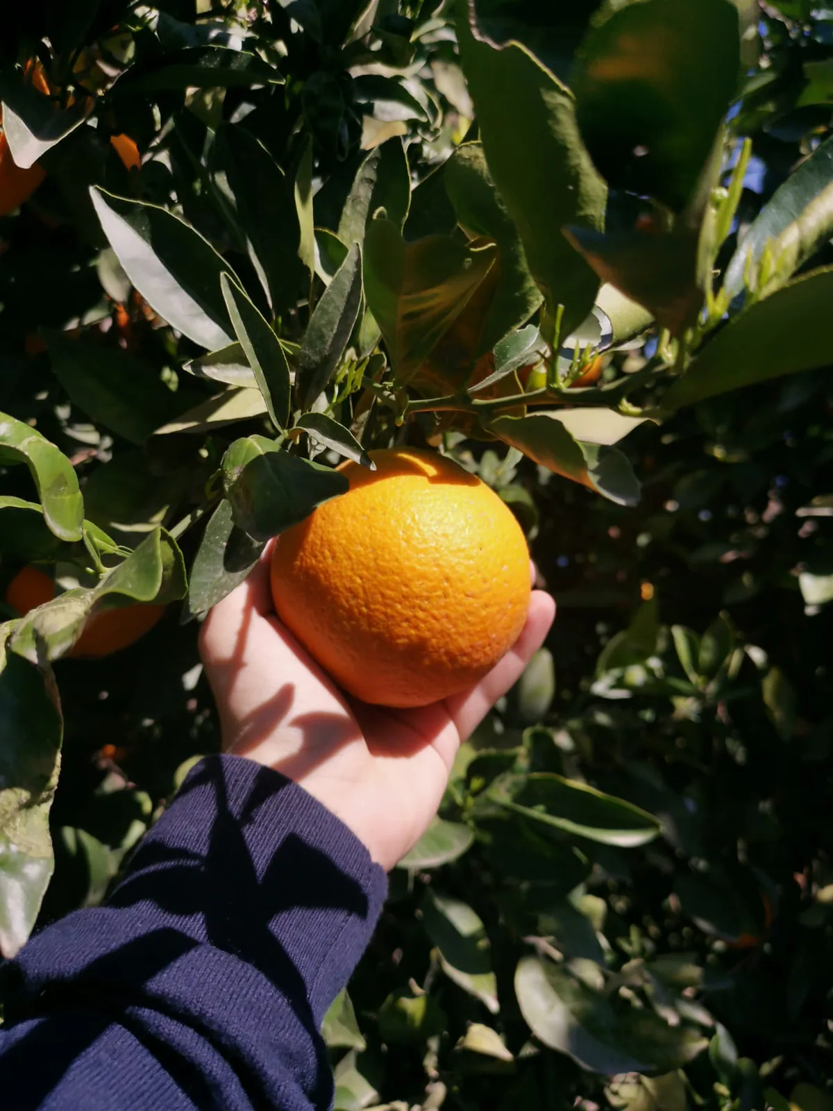 Naranja en el árbol sostenida para comprobar su maduración