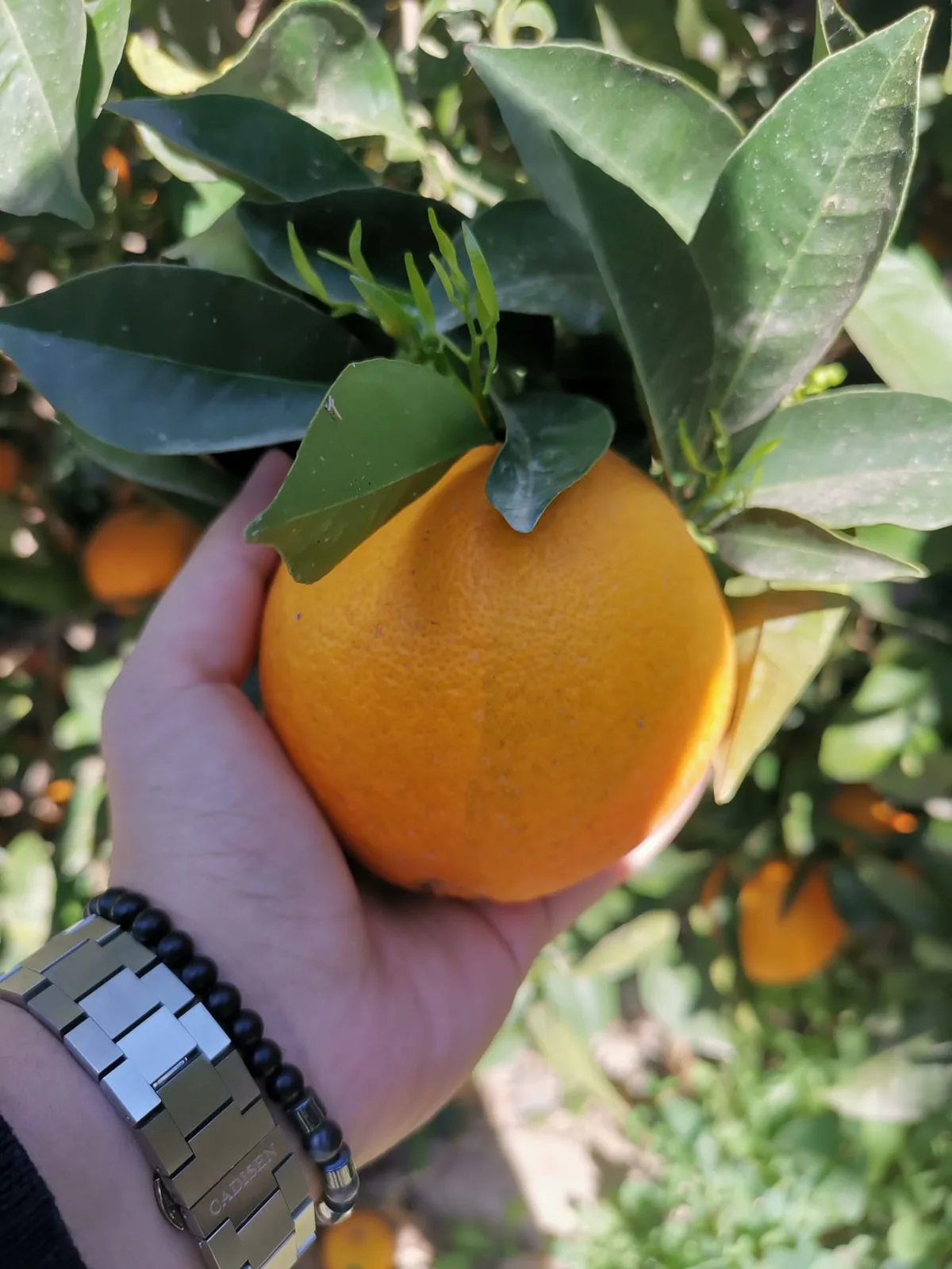Naranja madura en primer plano sobre el árbol