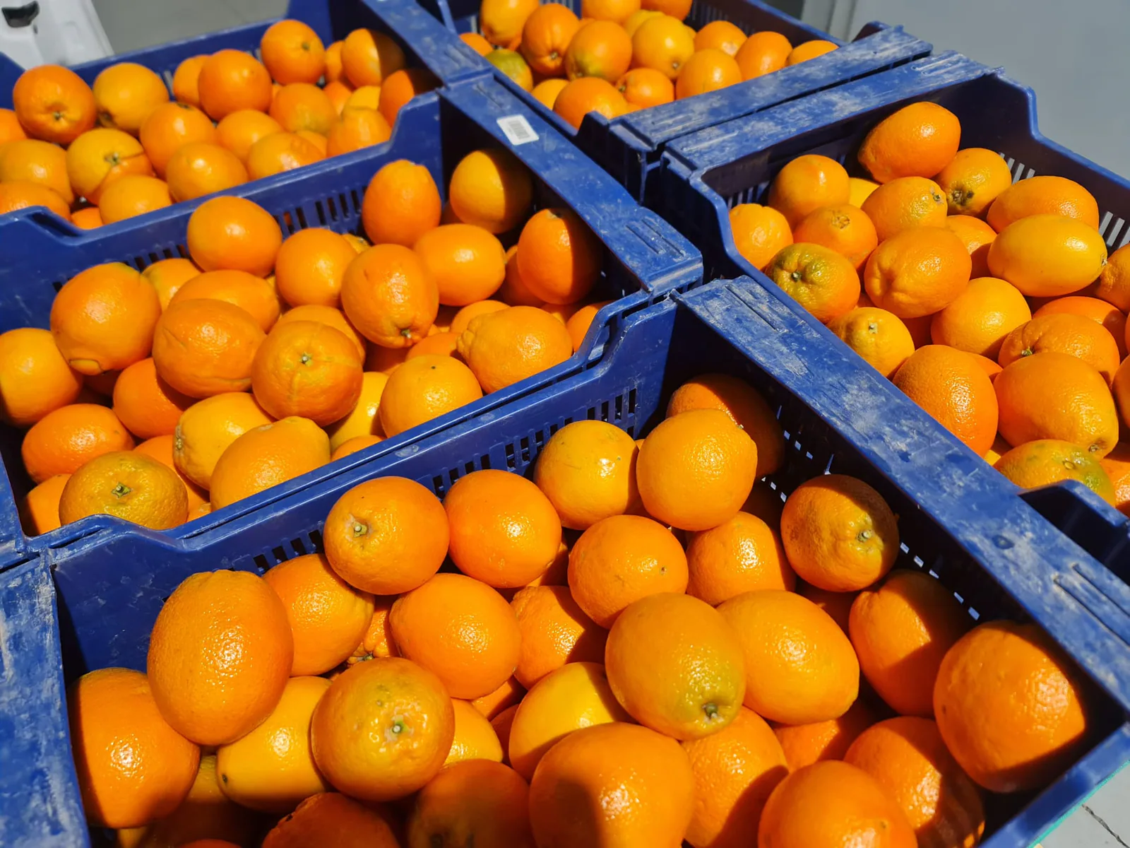Naranjas frescas reunidas en varias cajas azules