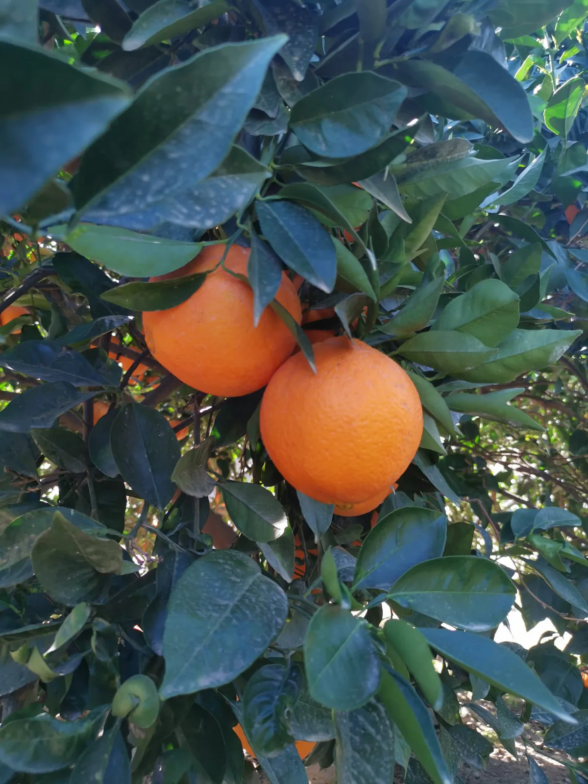 Naranjas maduras entre las hojas del árbol