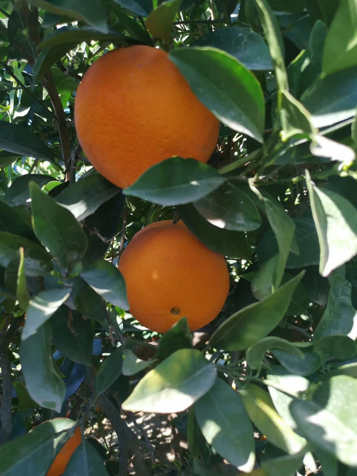 Naranjas frescas creciendo entre hojas verdes