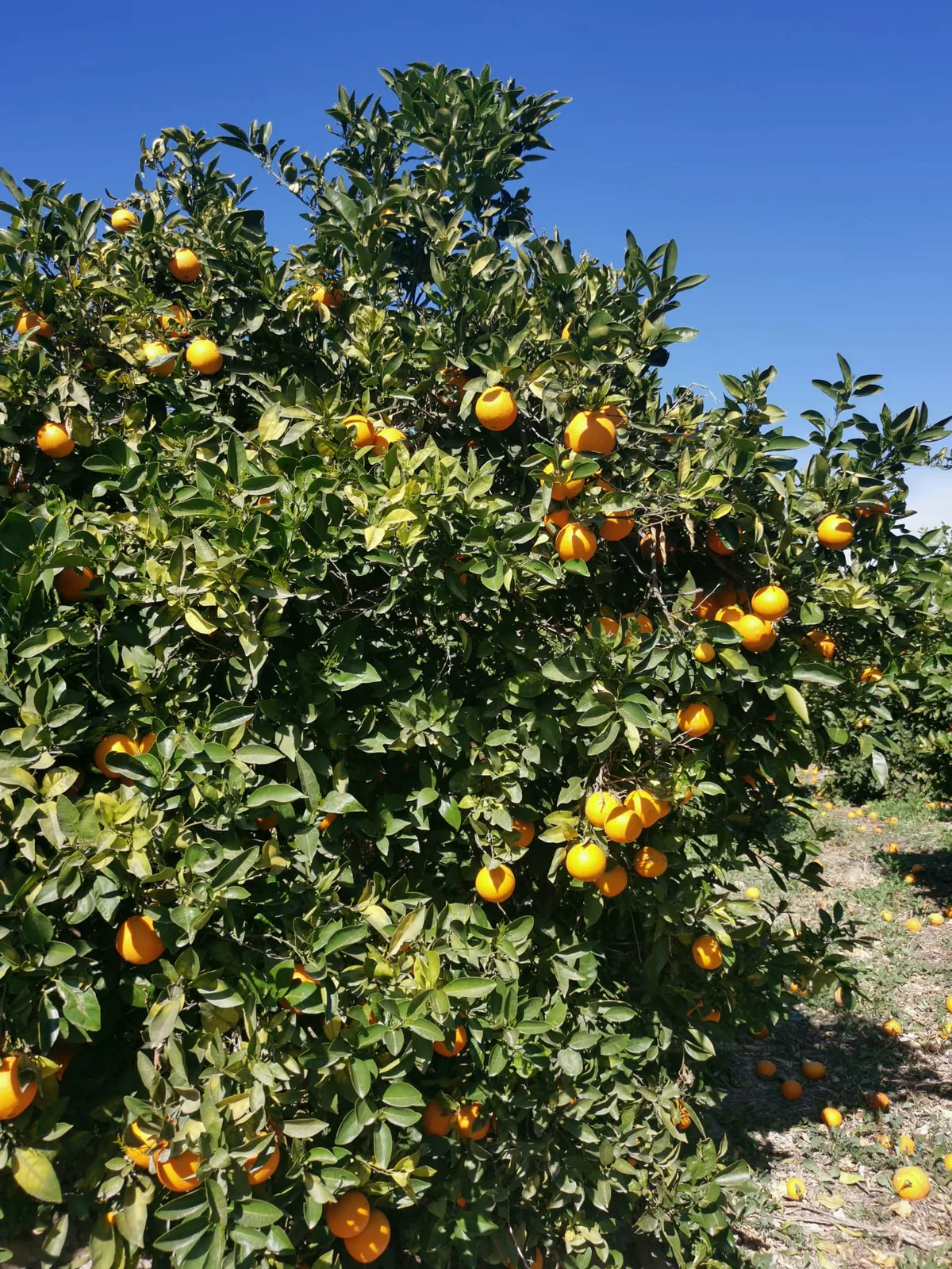 Naranjos con fruta madura en una parcela de cultivo