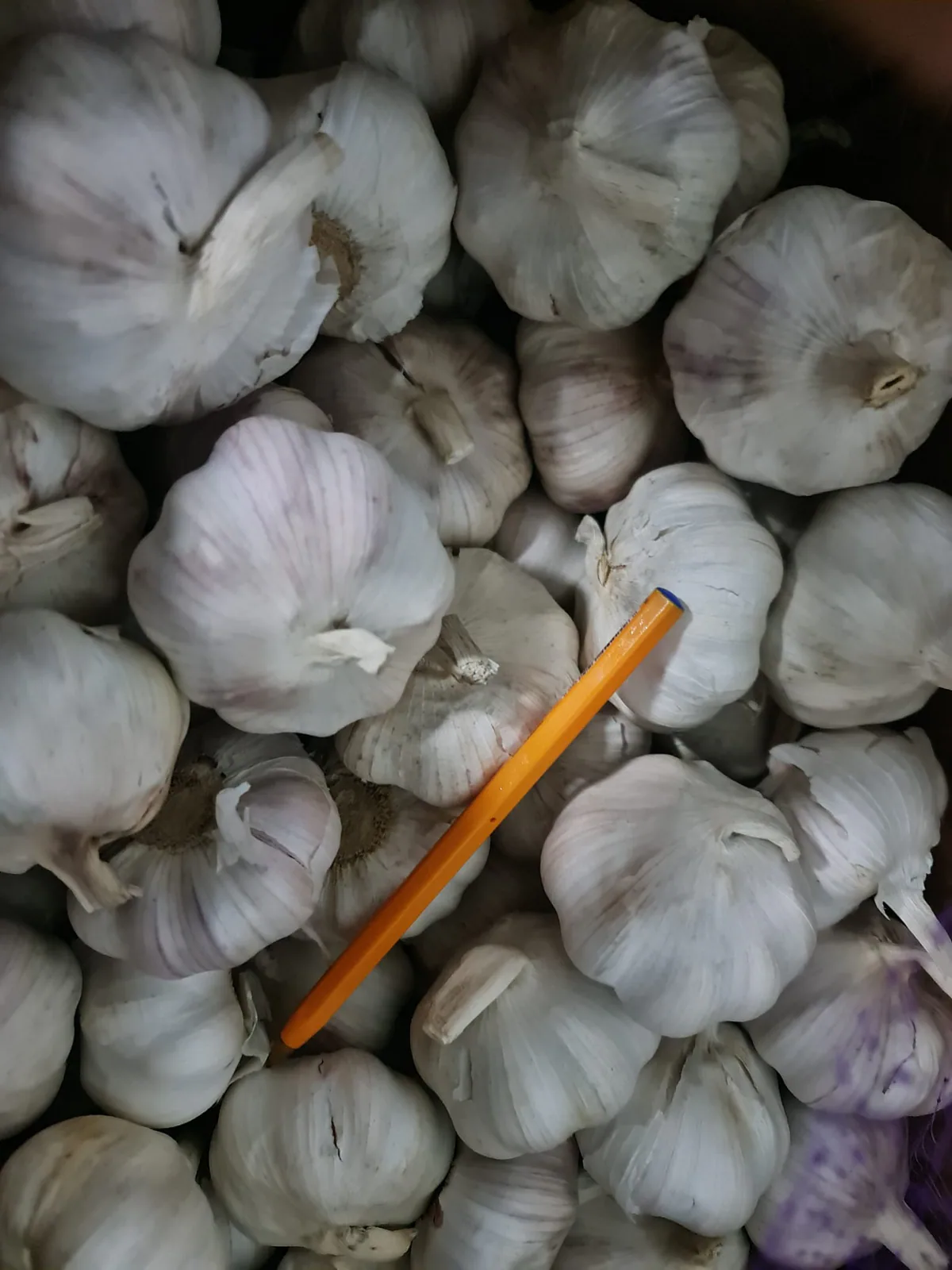 Cabezas de ajo seco agrupadas en una caja