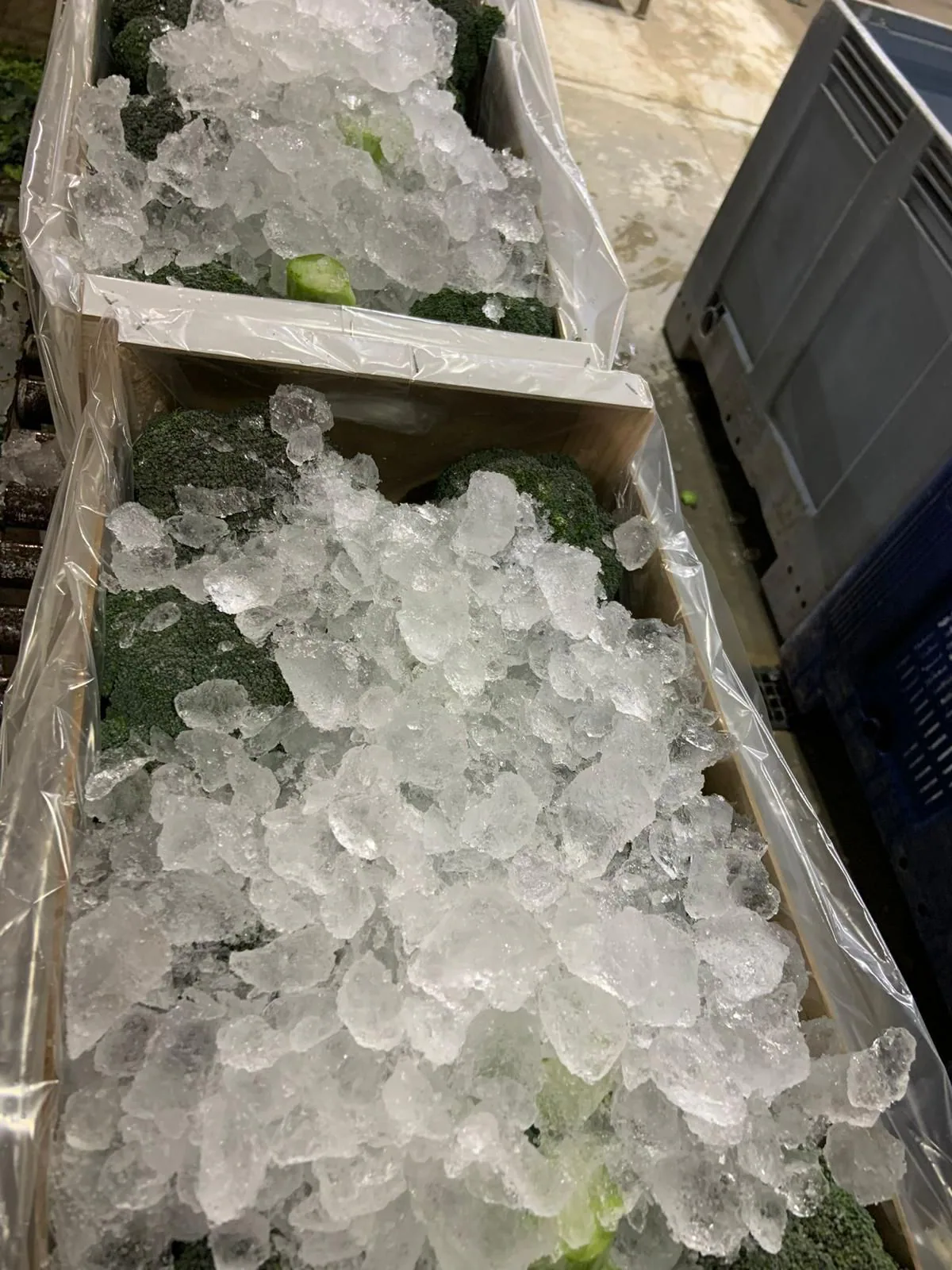 Brócoli fresco cubierto con hielo en caja
