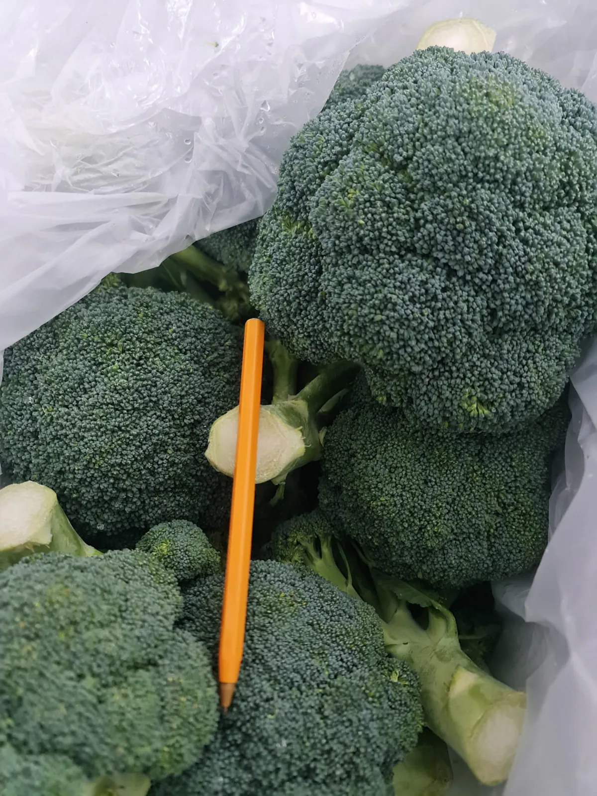 Pellas de brócoli fresco colocadas en caja