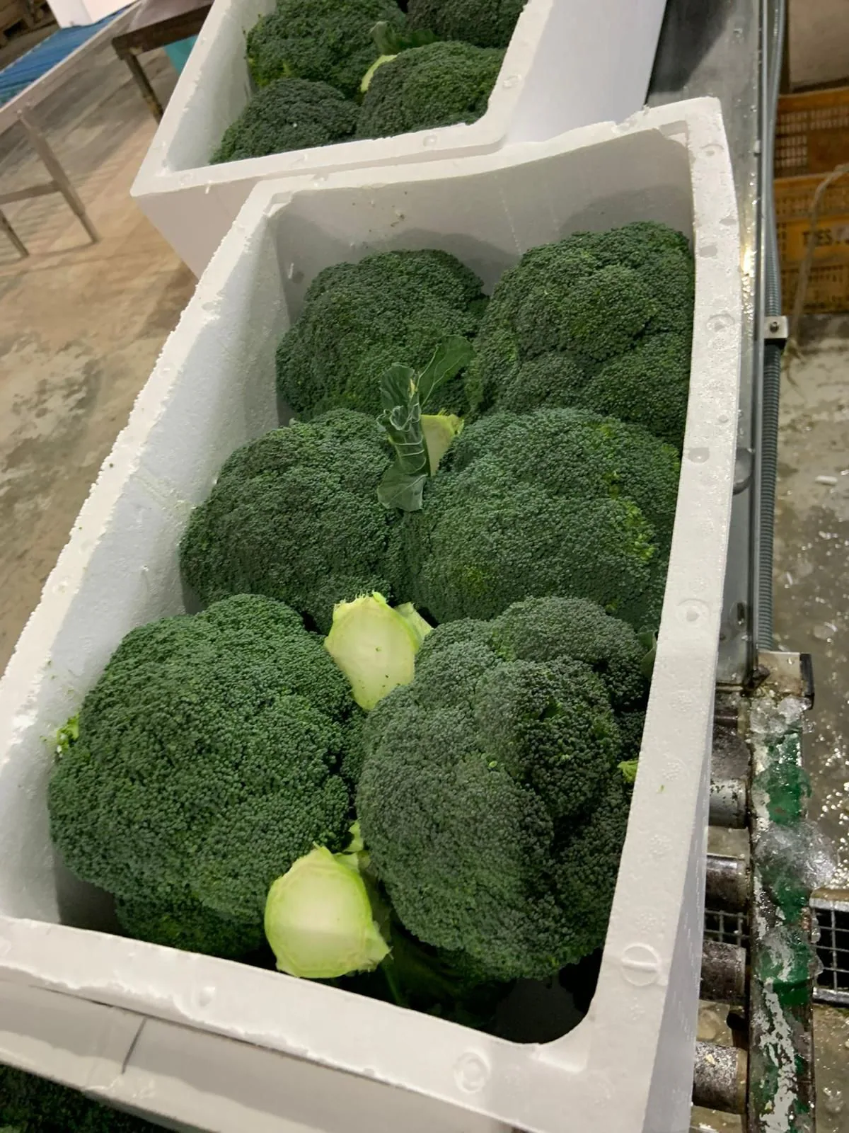 Brócoli fresco preparado en caja de expedición