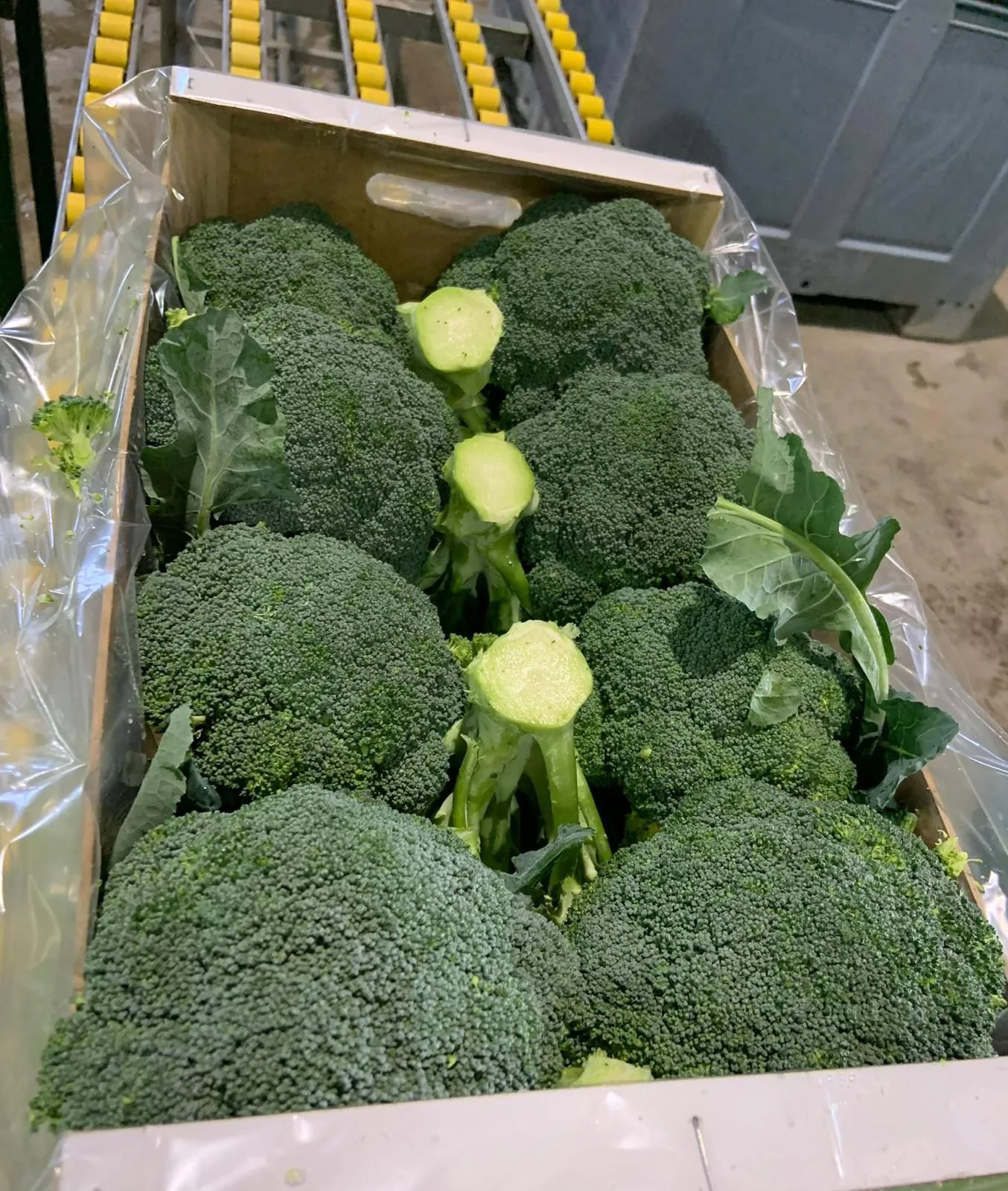 Pellas de brócoli fresco seleccionadas en caja