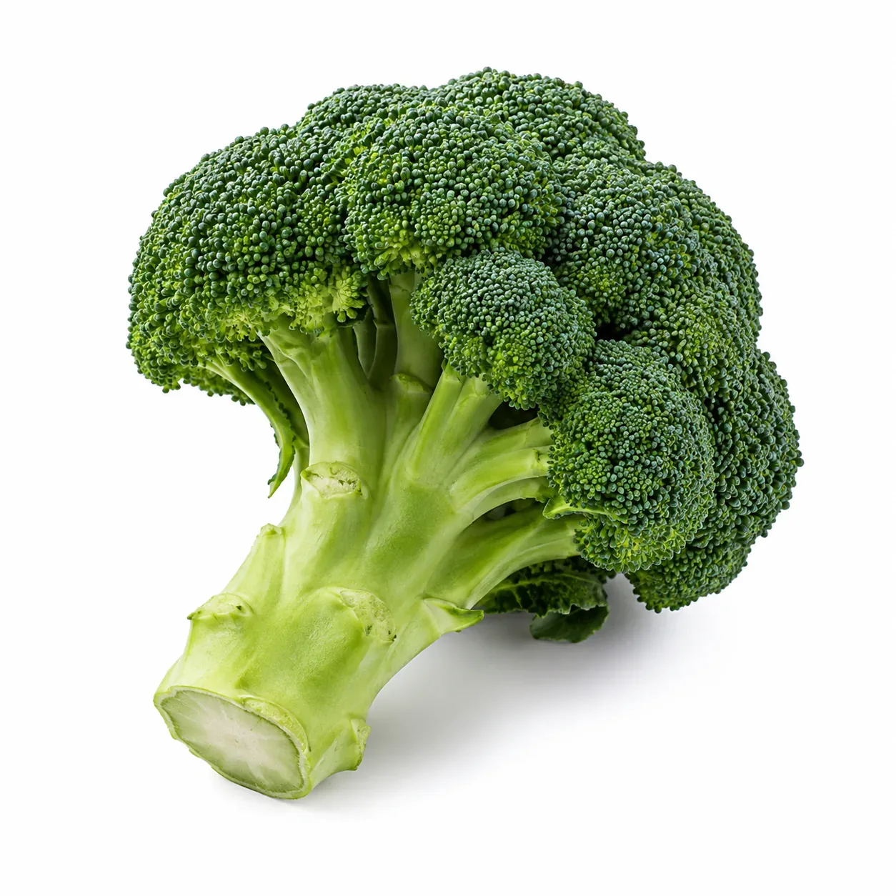 Brócoli de pella compacta y color verde intenso sobre fondo blanco