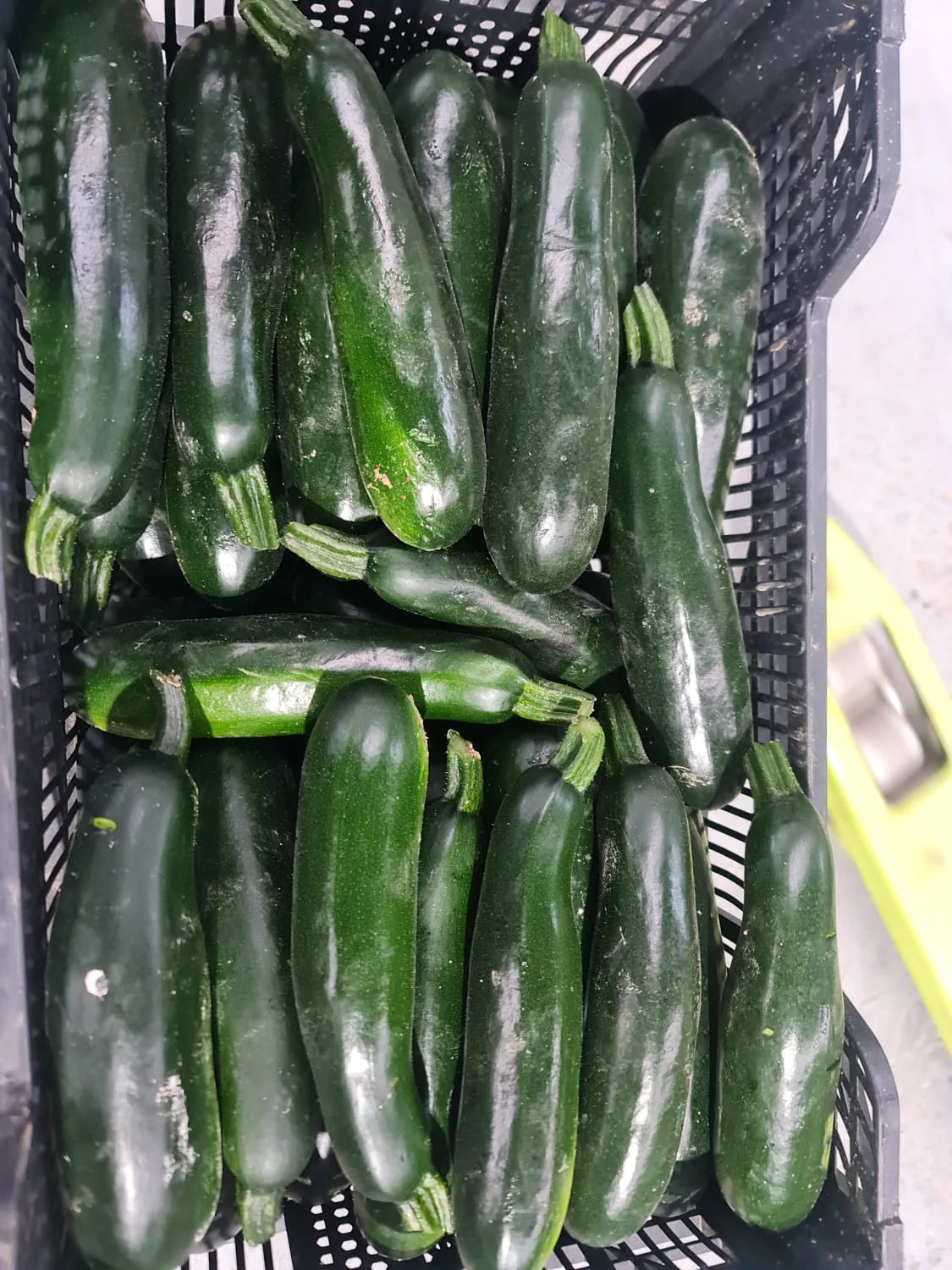Calabacines verdes frescos colocados en caja