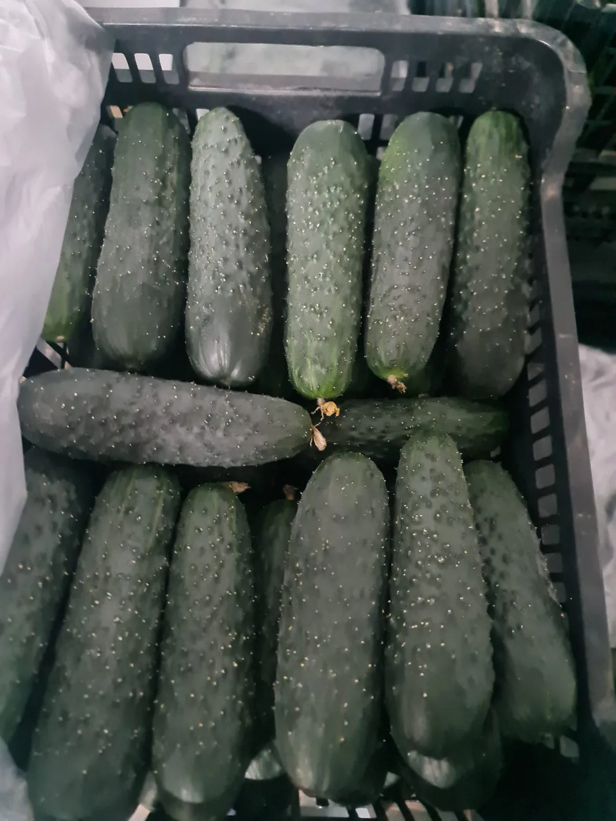 Calabacines verdes oscuros seleccionados en caja