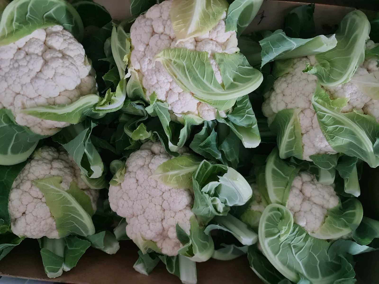 Coliflores blancas compactas con hojas verdes en caja