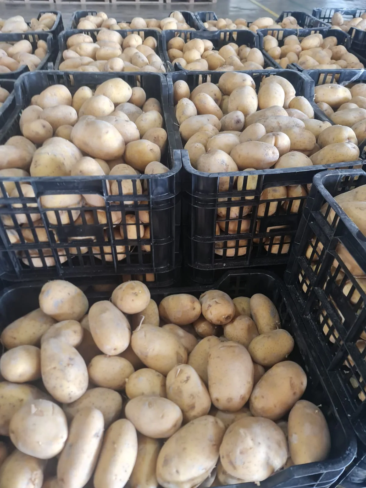Patatas lavadas de calibre uniforme distribuidas en cajas