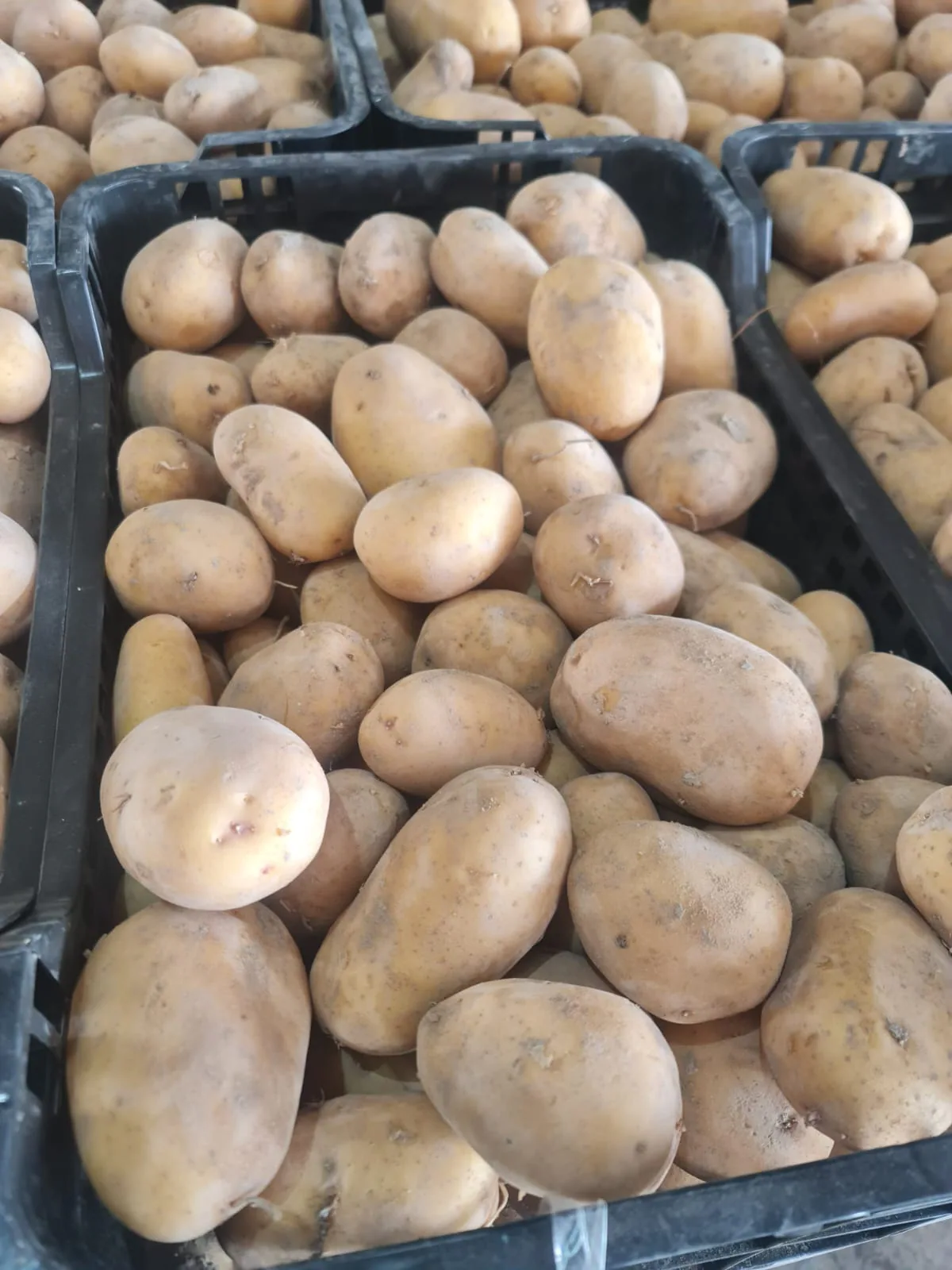 Patatas frescas de calibre comercial colocadas en caja