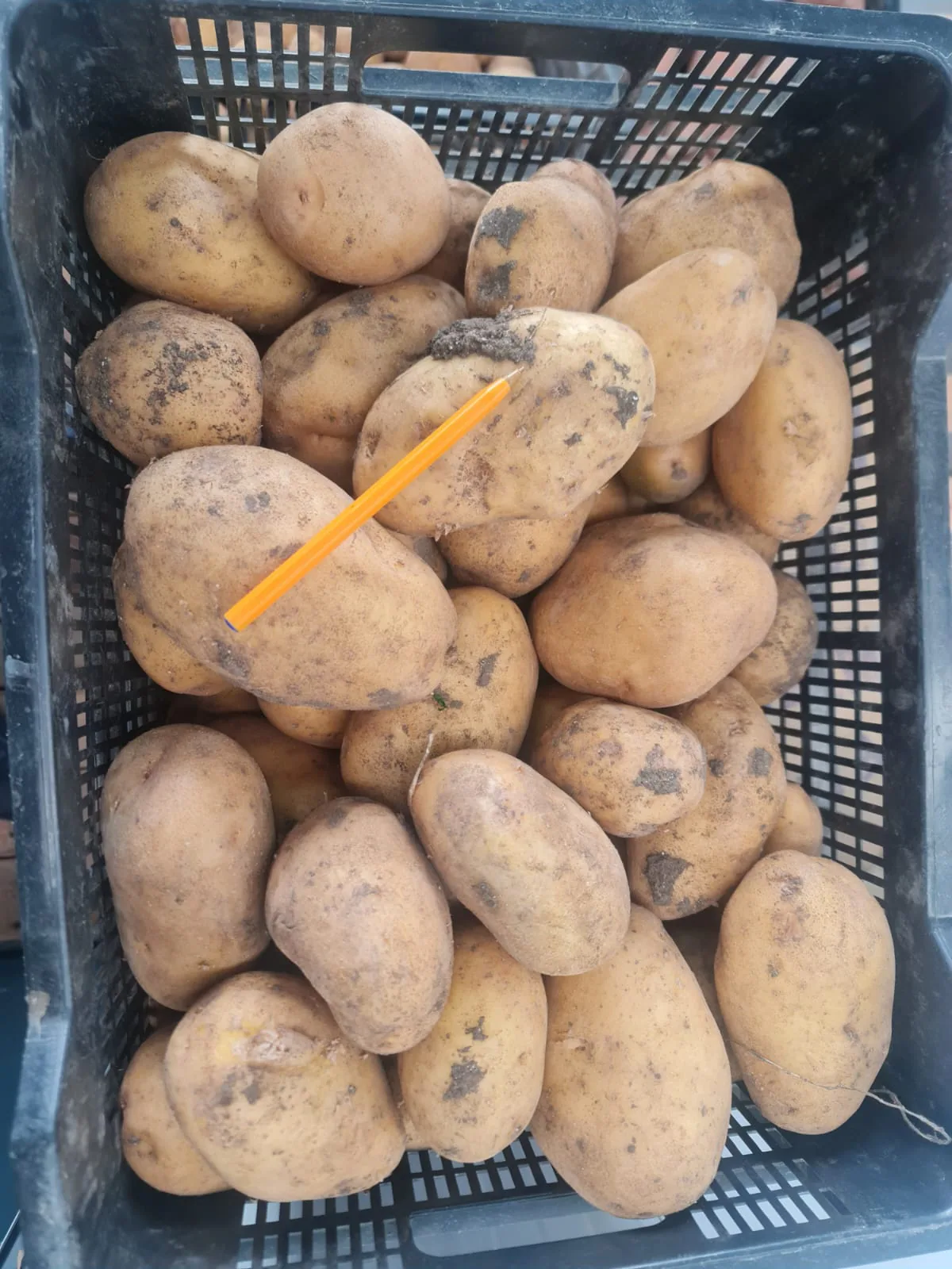 Patatas lavadas preparadas para distribución en fresco
