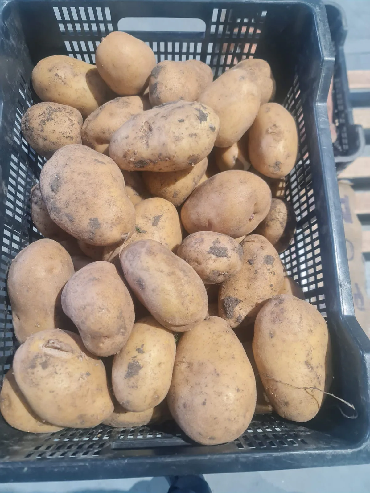 Patatas lavadas frescas colocadas en caja
