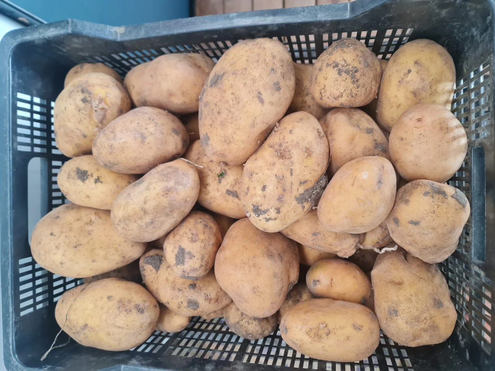 Patatas de calibre uniforme preparadas en caja