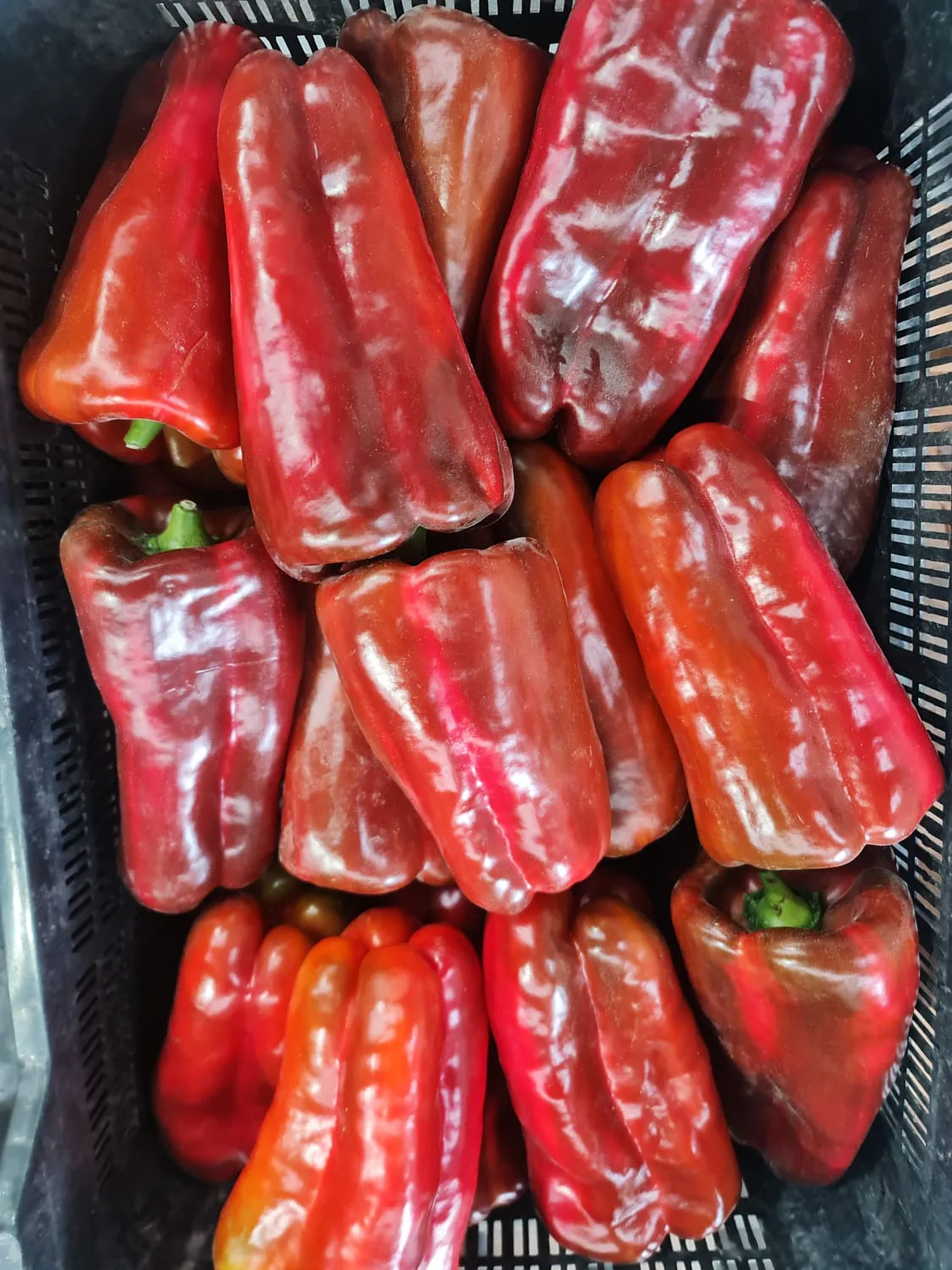 Pimientos Lamuyo rojos frescos colocados en caja