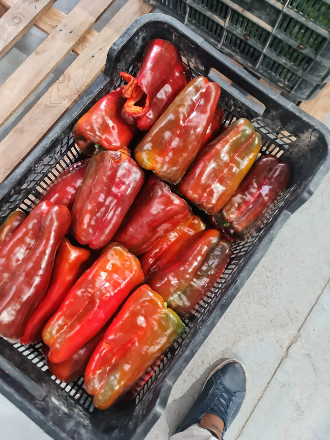 Pimientos Lamuyo rojos de piel brillante en caja