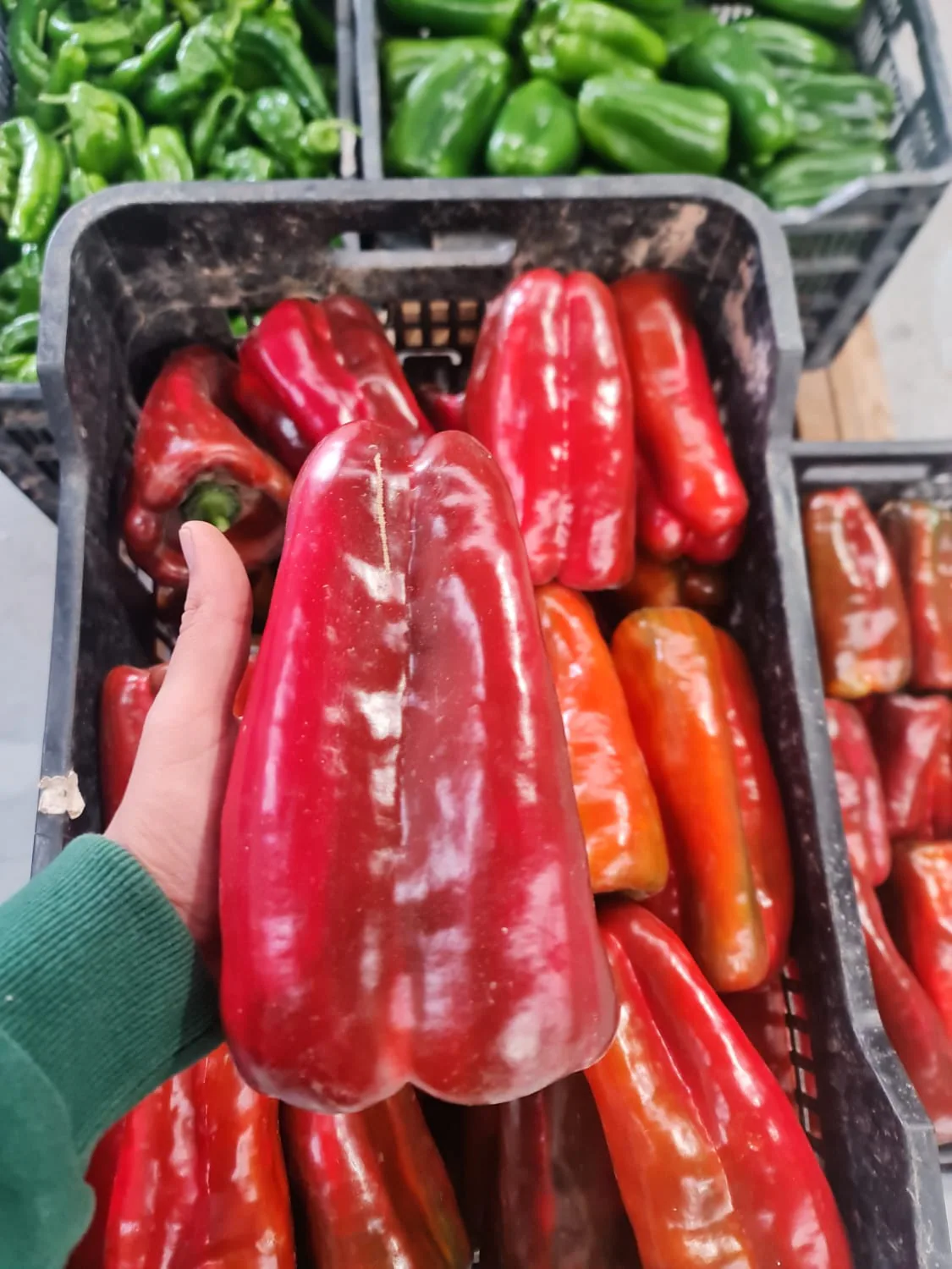 Pimientos Lamuyo rojos uniformes preparados en caja