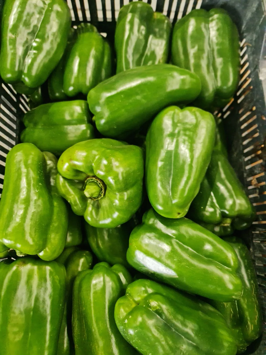 Pimientos Lamuyo verdes seleccionados en caja