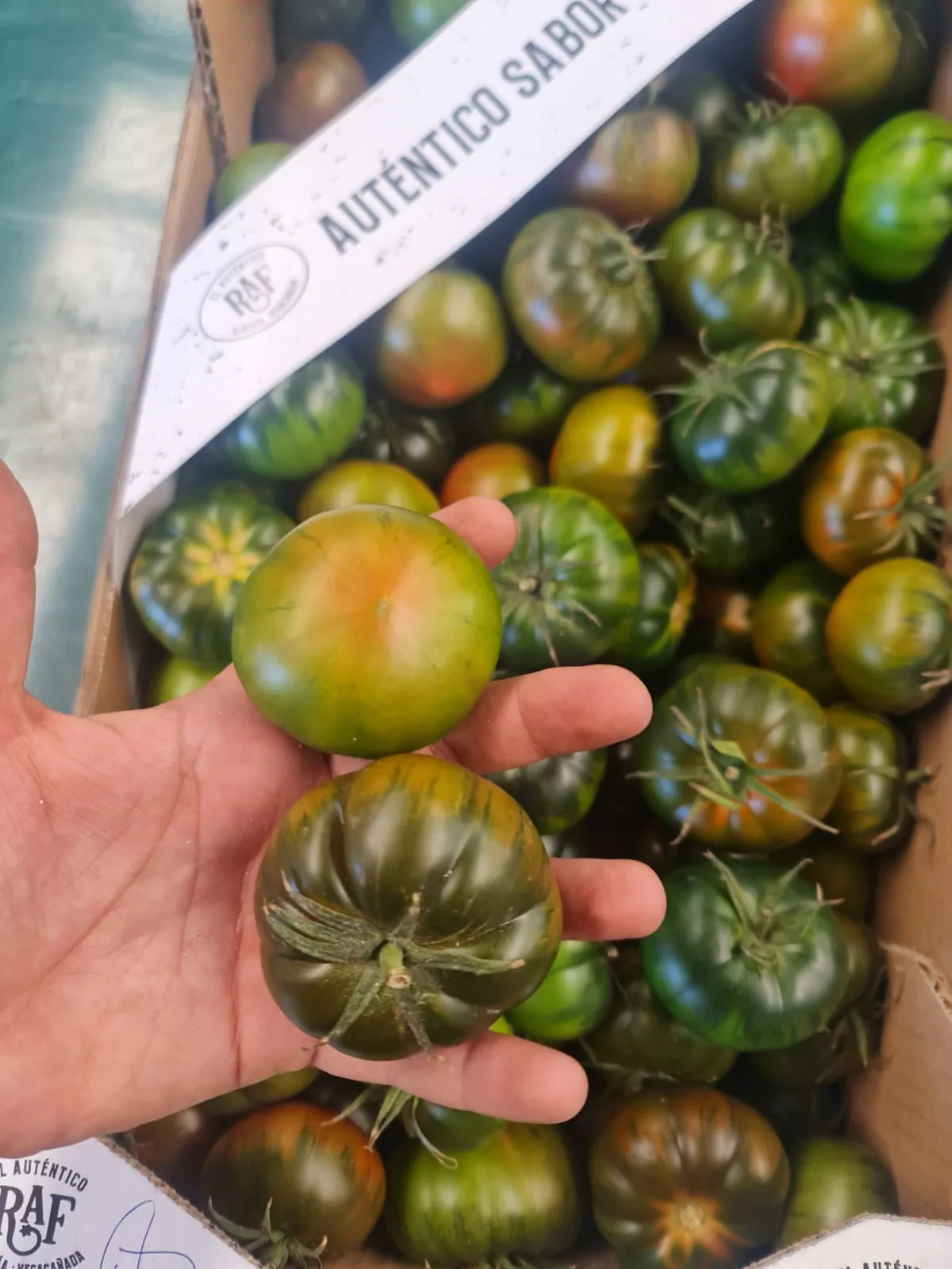 Tomate Marmande sostenido durante un control visual de calidad