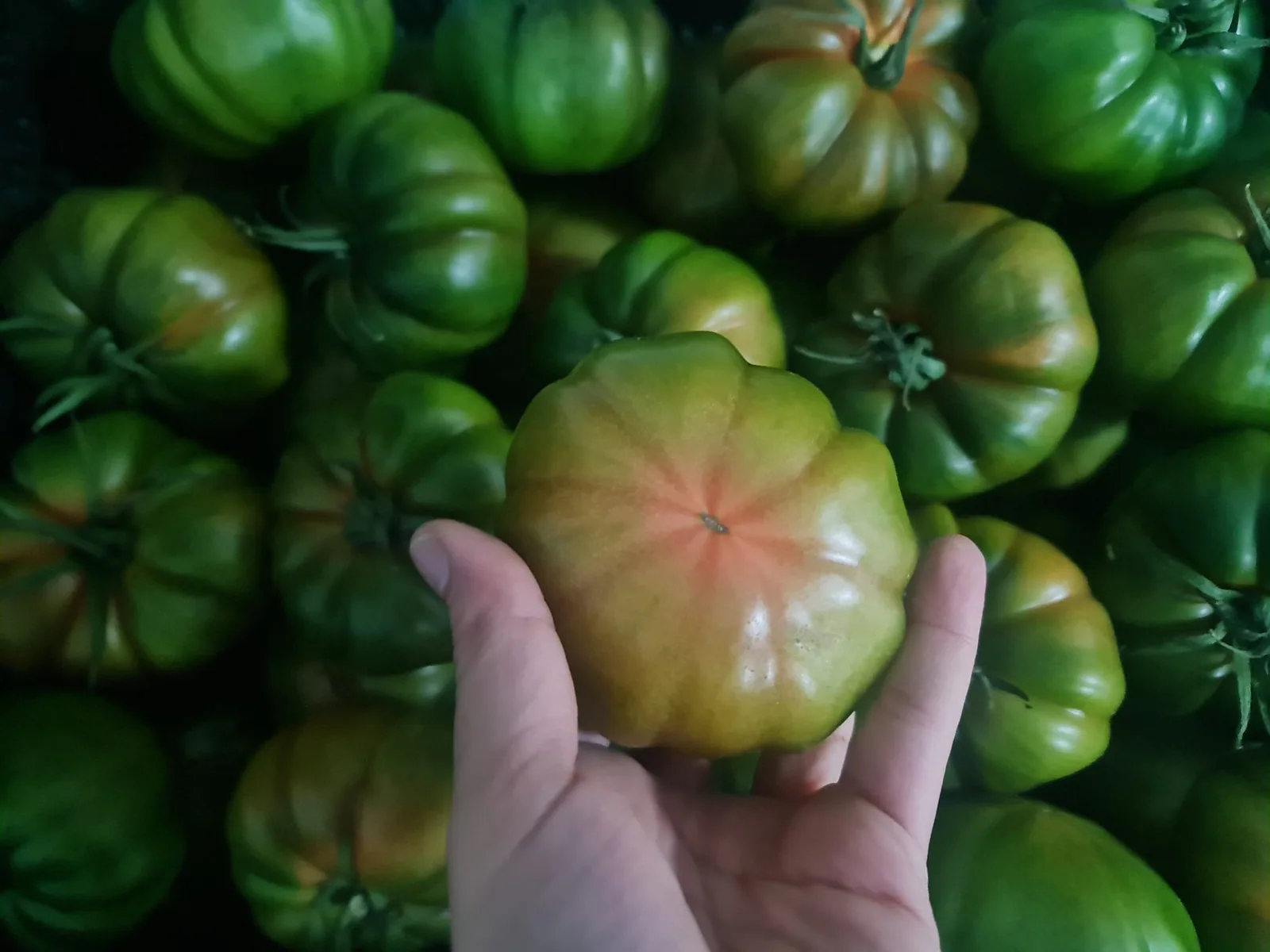 Tomate Marmande inspeccionado sobre una caja de producto