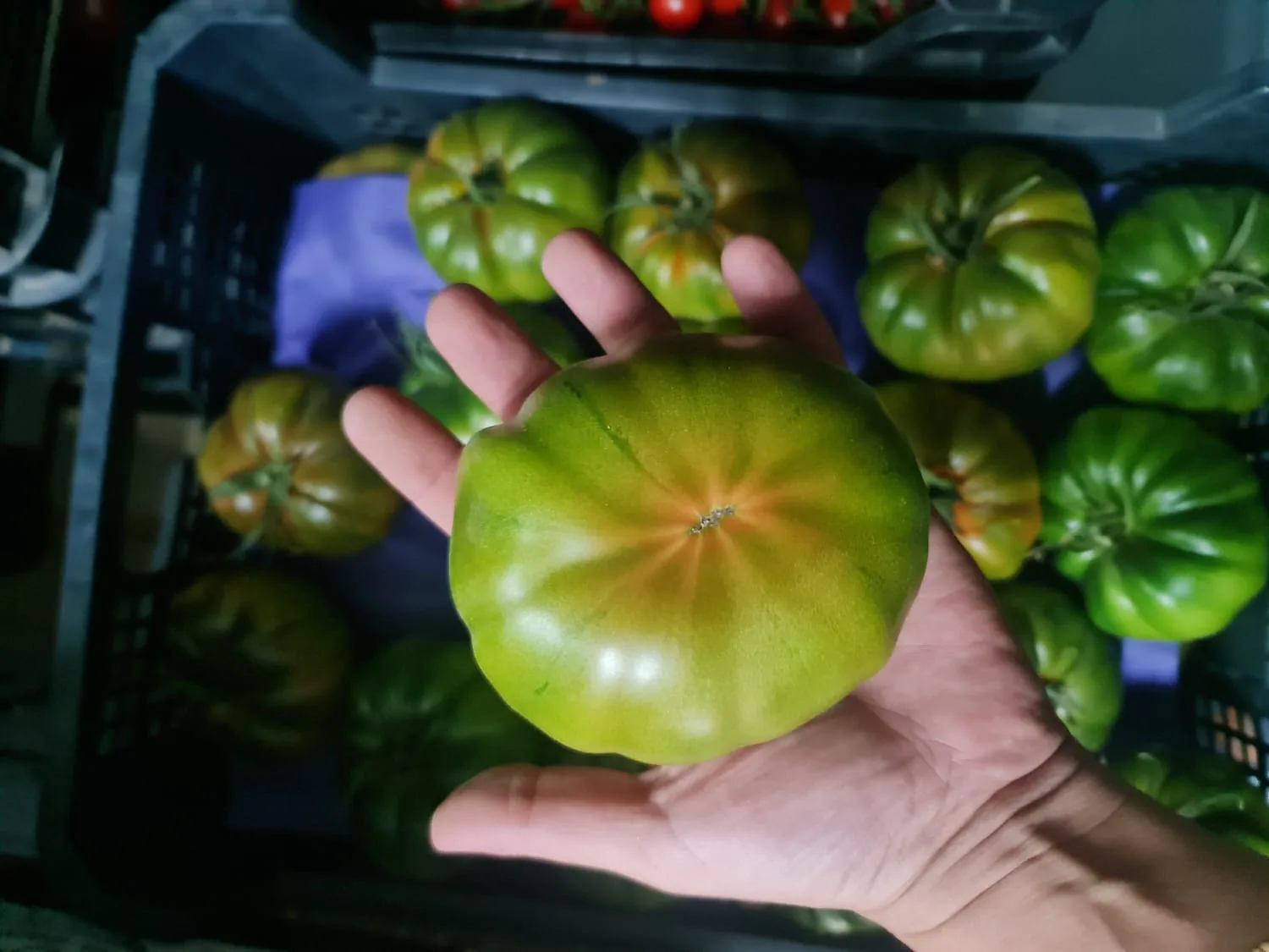 Tomate Marmande inspeccionado frente a una caja de producto