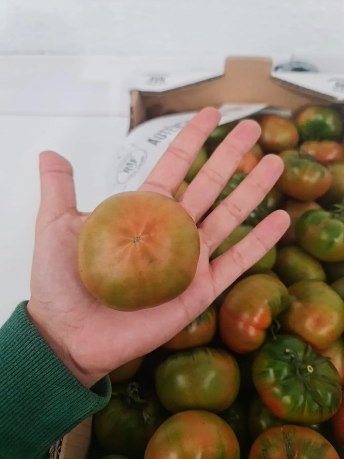 Tomate Marmande sostenido para comprobar su calidad