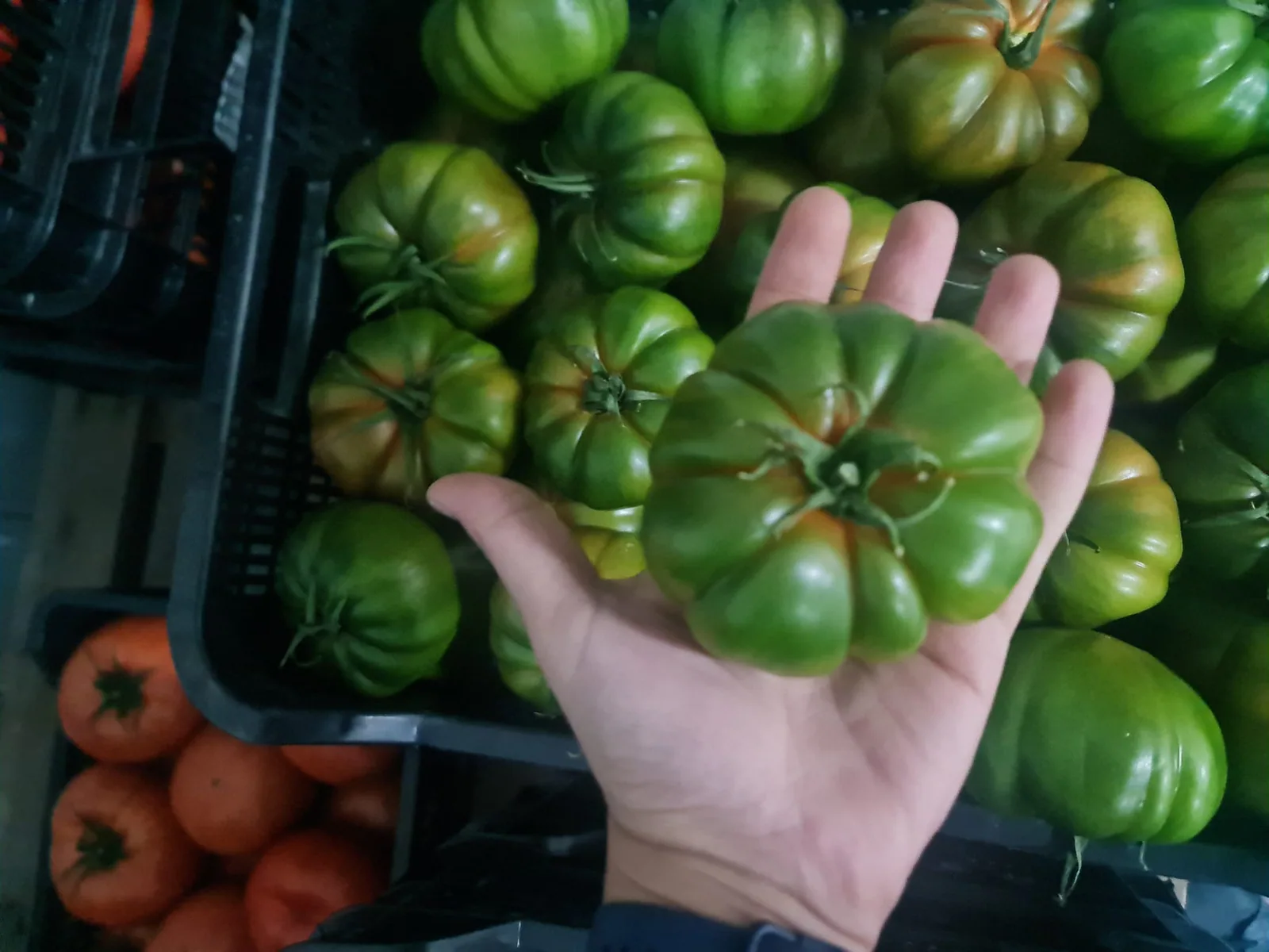 Tomate Marmande revisado a mano durante la selección