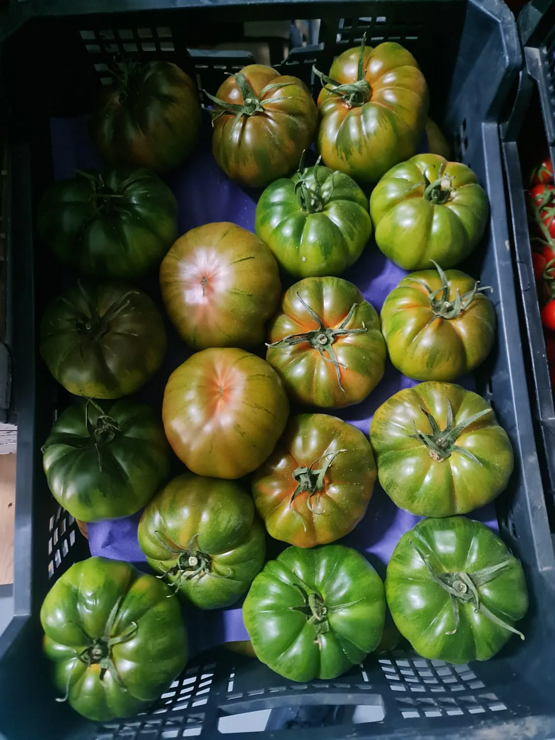 Tomates Marmande frescos seleccionados en caja