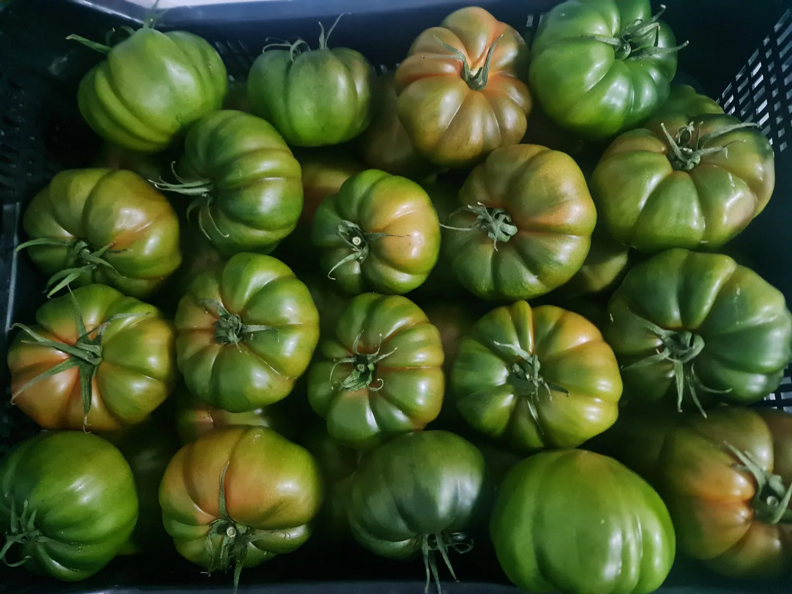 Tomates Marmande de formas naturales seleccionados en caja
