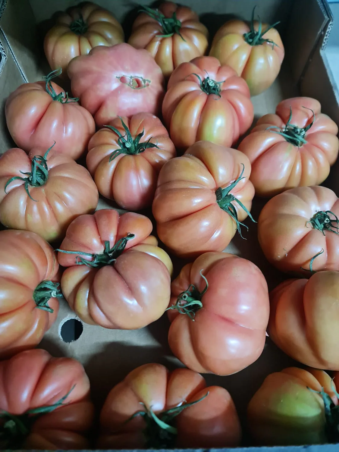 Tomates Marmande frescos ordenados en caja