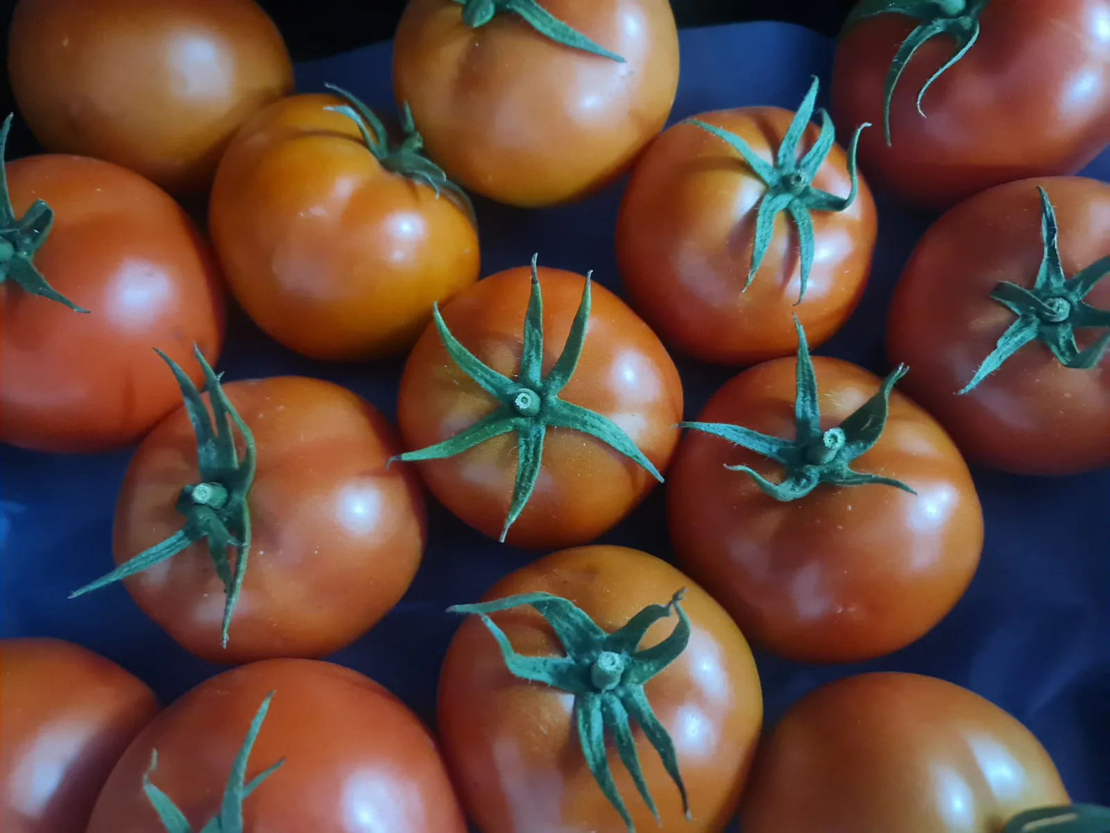 Tomates Marmande oscuros con pedúnculo en caja