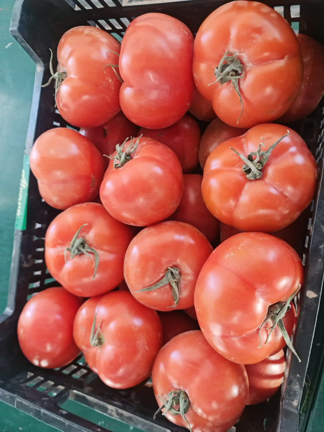 Tomates rojos de calibre uniforme en caja