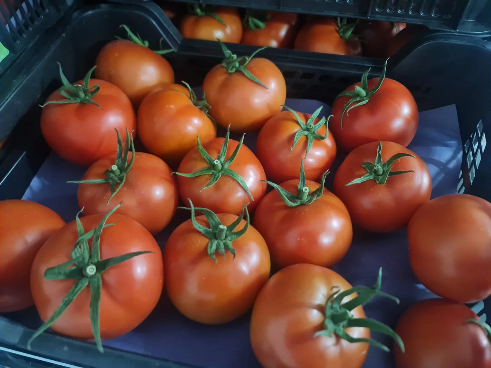 Tomates rojos de tamaño uniforme colocados en caja