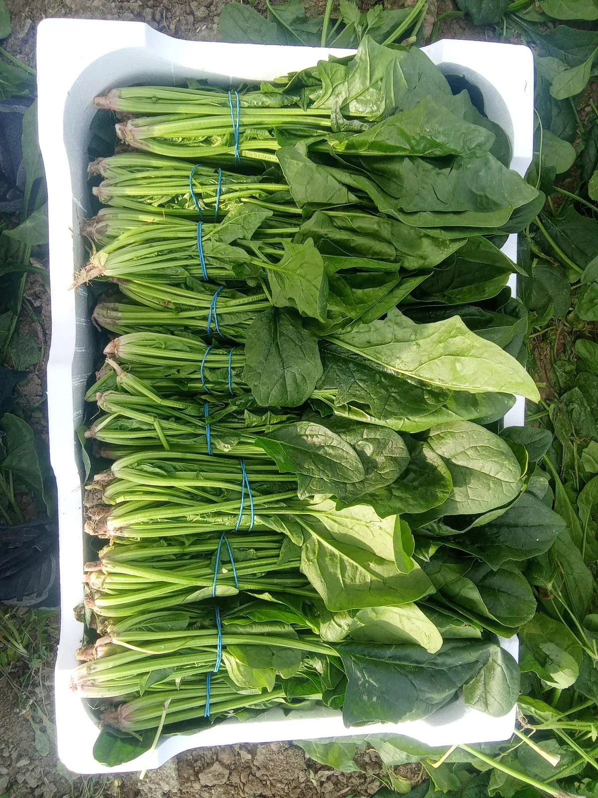 Manojos de espinaca fresca colocados en caja