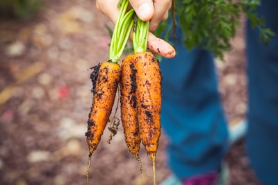 Zanahorias recién cosechadas en la mano del agricultor