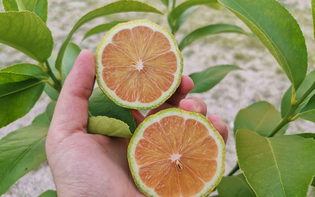 Limon rosa cortado por la mitad sobre hojas de naranjo