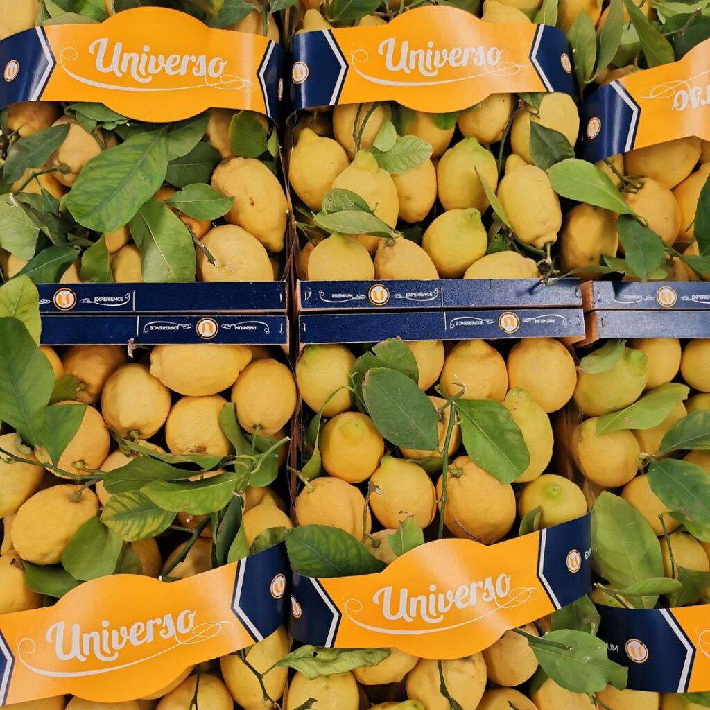 limon marca universo