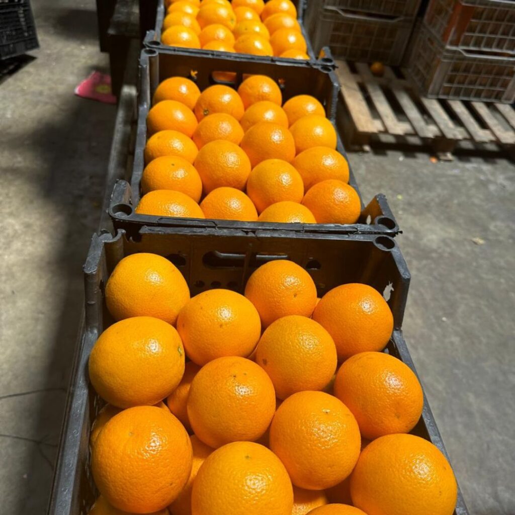 naranja en caja de plástico